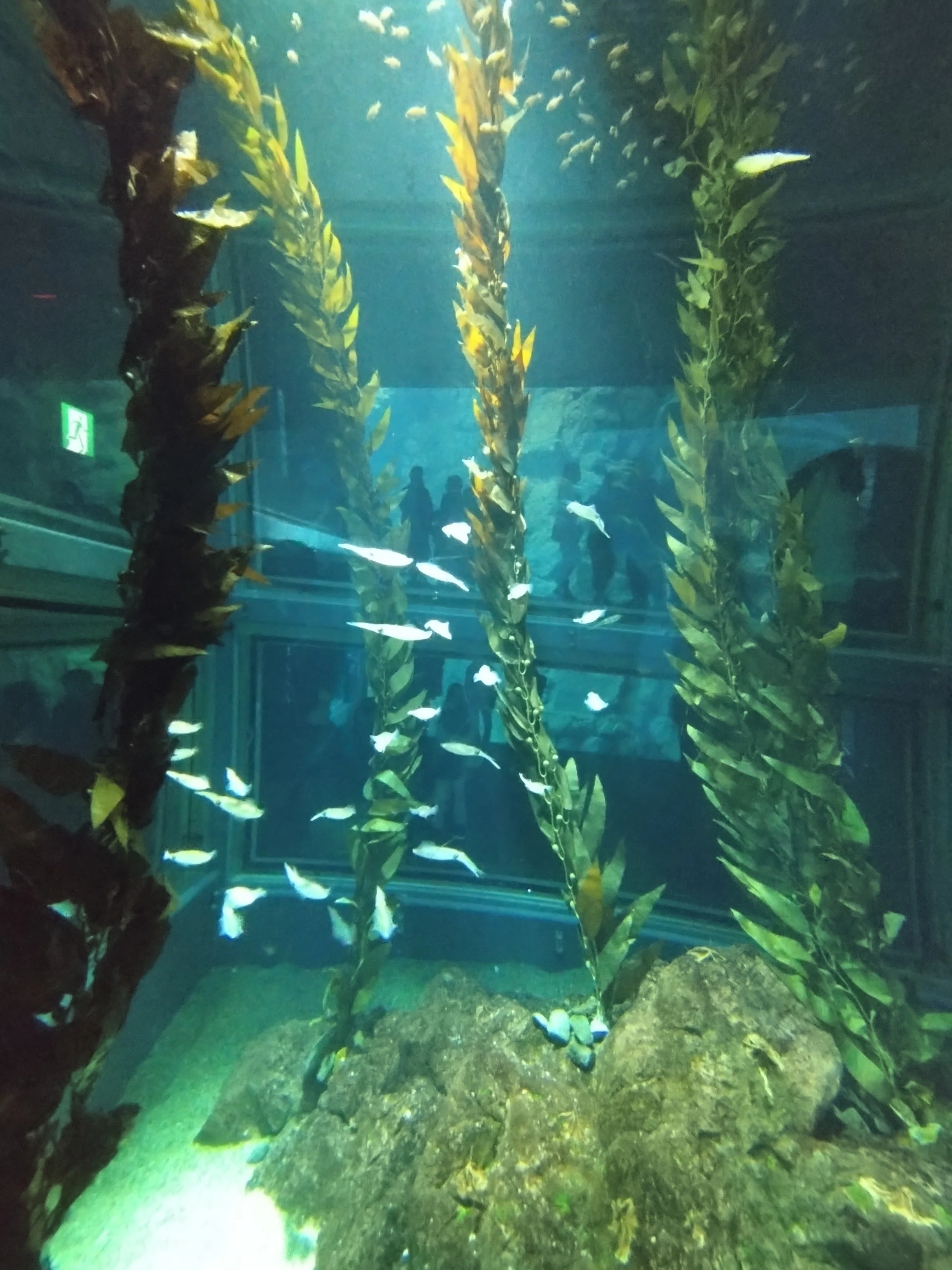 最初の高揚感は、再点火すればイイ。海遊館から学ぶ「1年の過ごし方