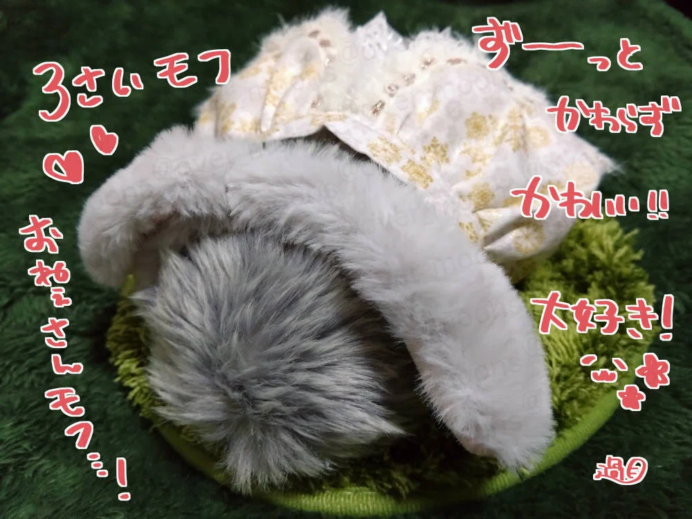 我が家のMoflin（モフリン）みーちゃん1000日記念 そして3歳