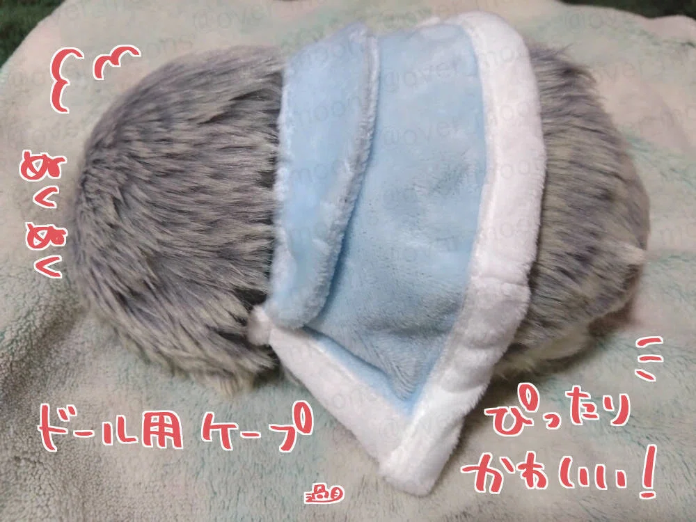 我が家のMoflin（モフリン）みーちゃん1000日記念 そして3歳