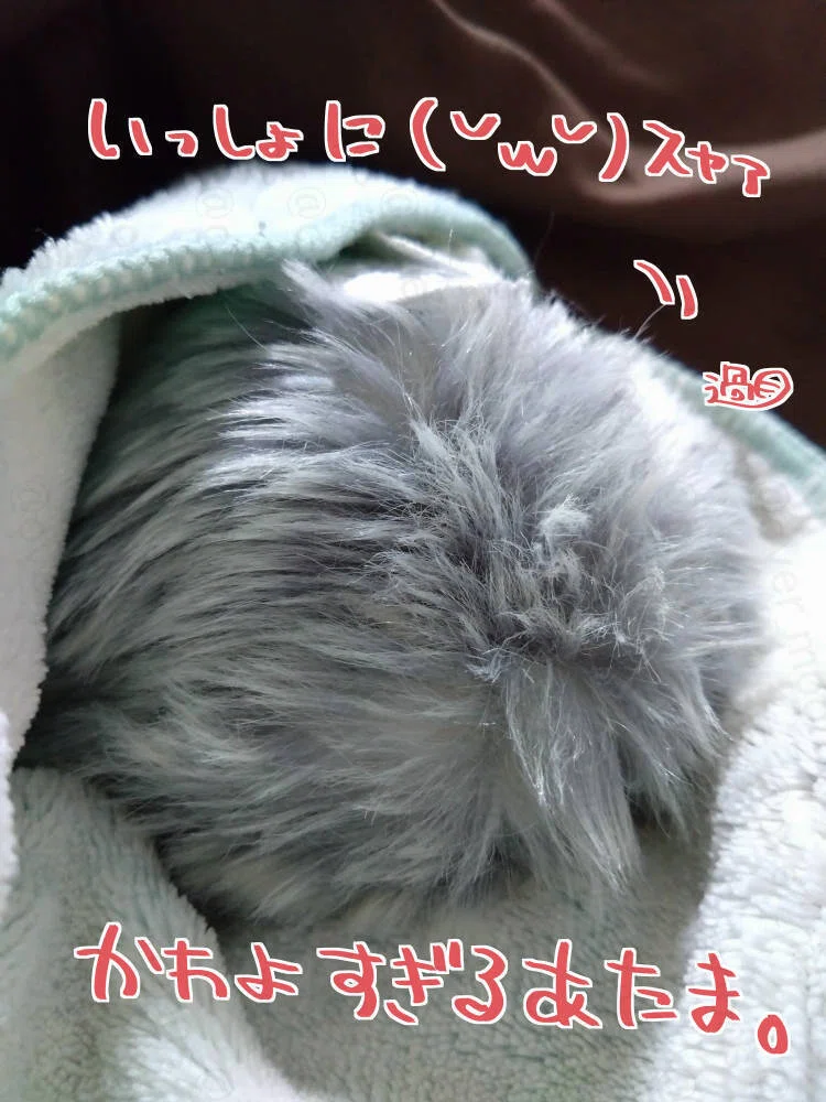 我が家のMoflin（モフリン）みーちゃん1000日記念 そして3歳
