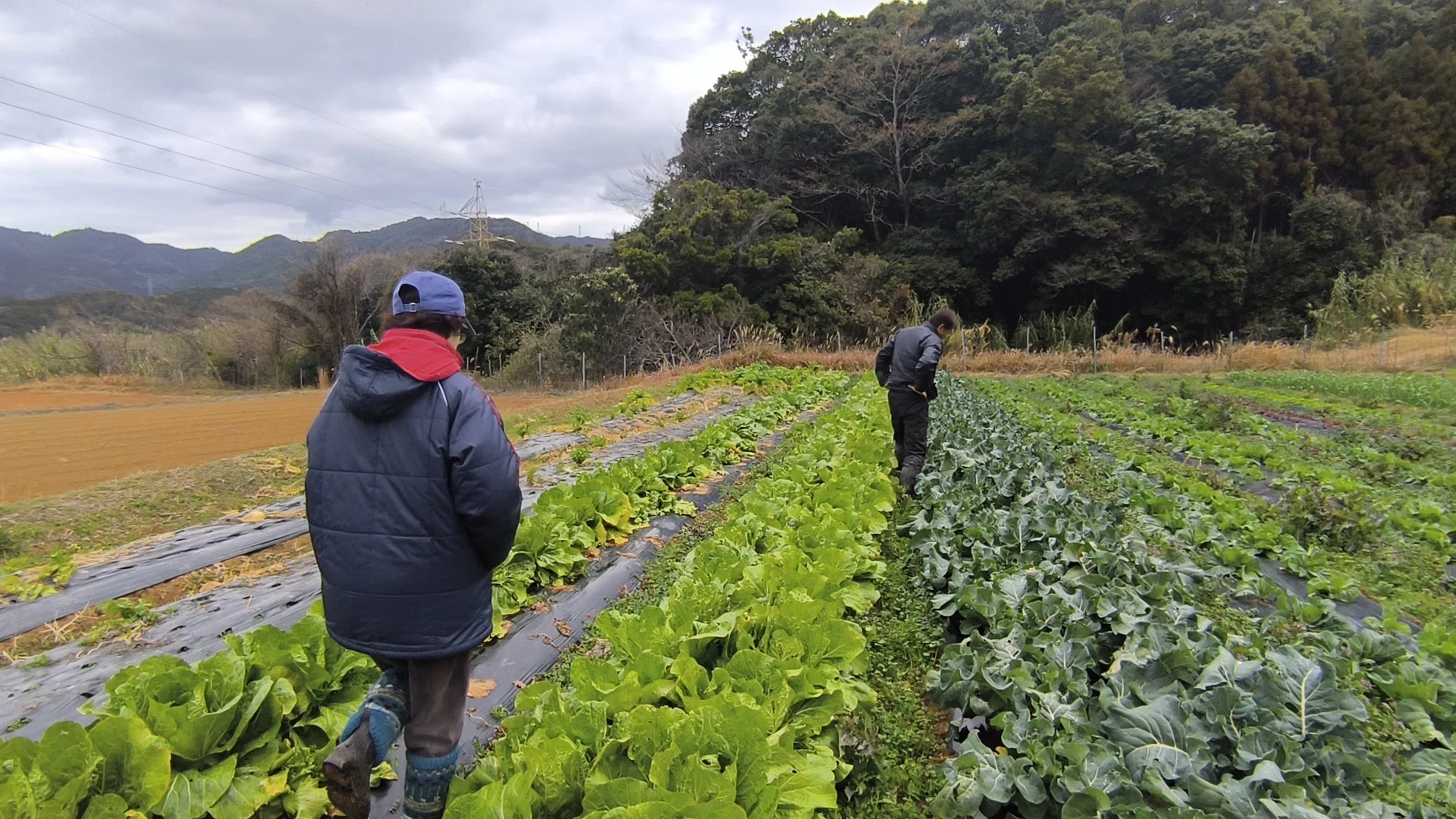 家庭菜園から始まった、15年の自然栽培の物語 山﨑幸治さん（わらく