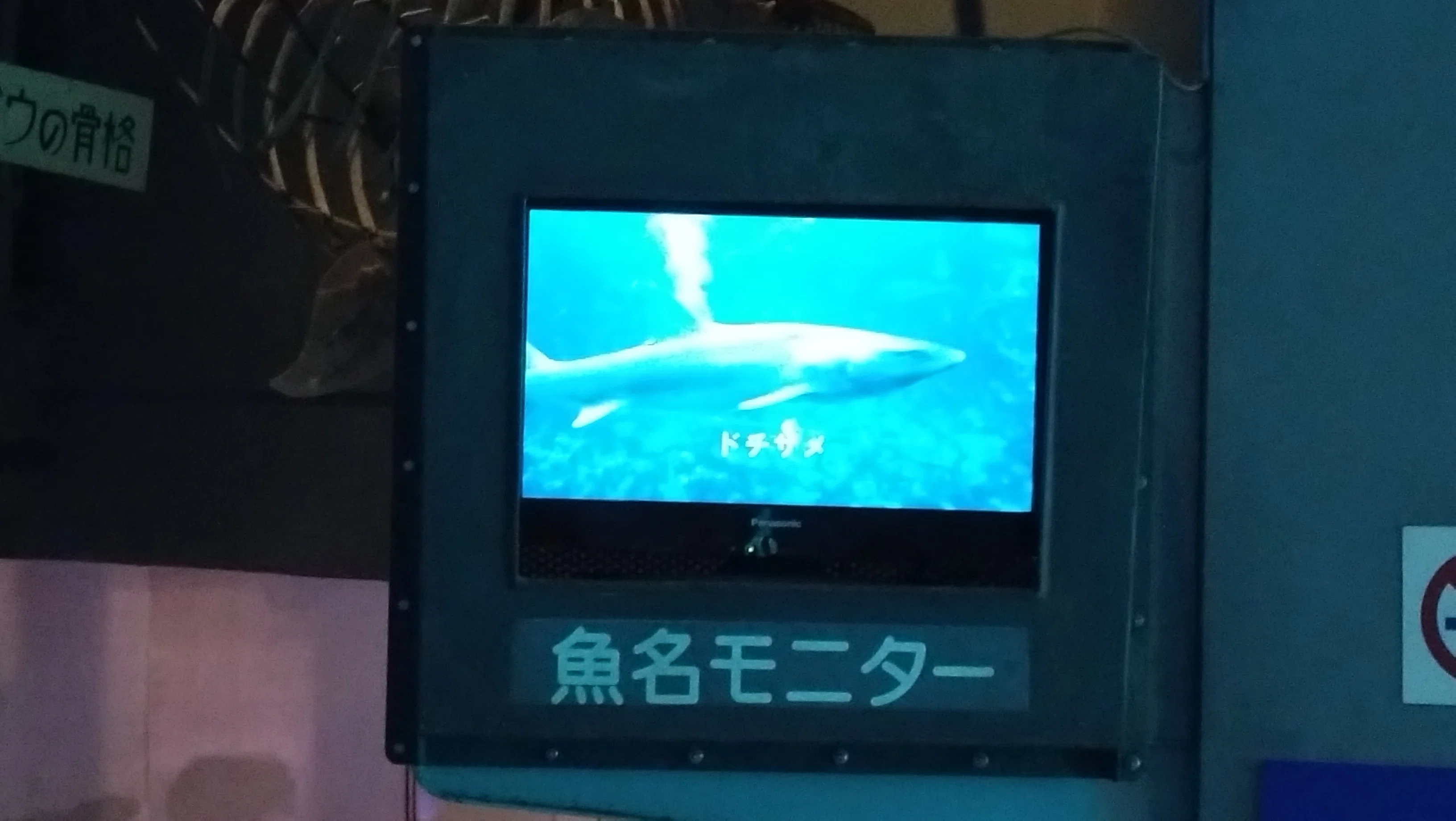 下田海中水族館③】船体、鮫、パ・ド・ドゥ｜Lia* Yukihira / Nagi