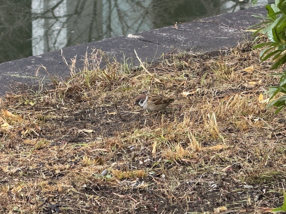 たまに、のスズメ No.35｜happea-nyanko