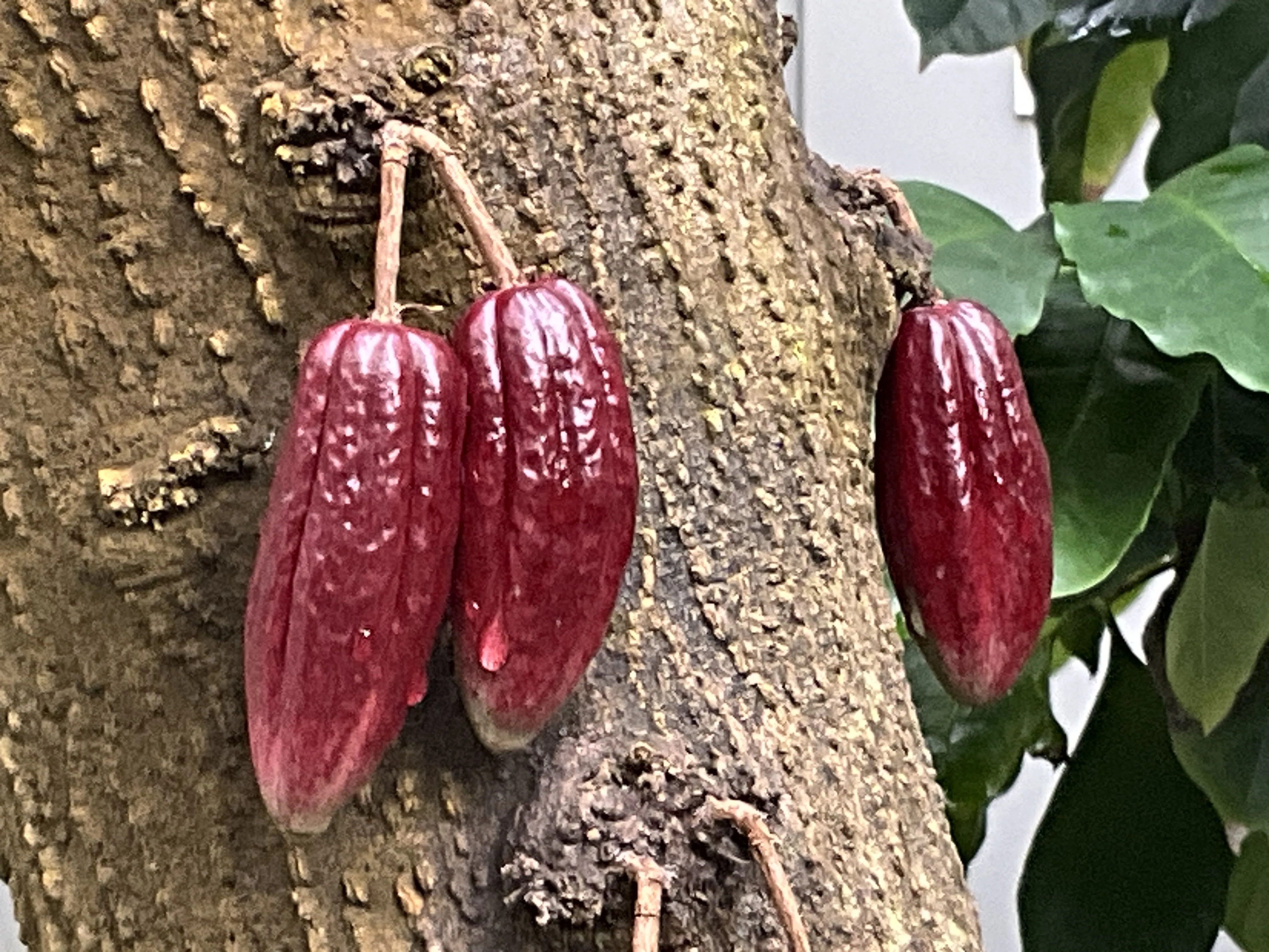 カカオの果実（京都府立植物園）：2026年2月10日（火）｜藤井秀昭