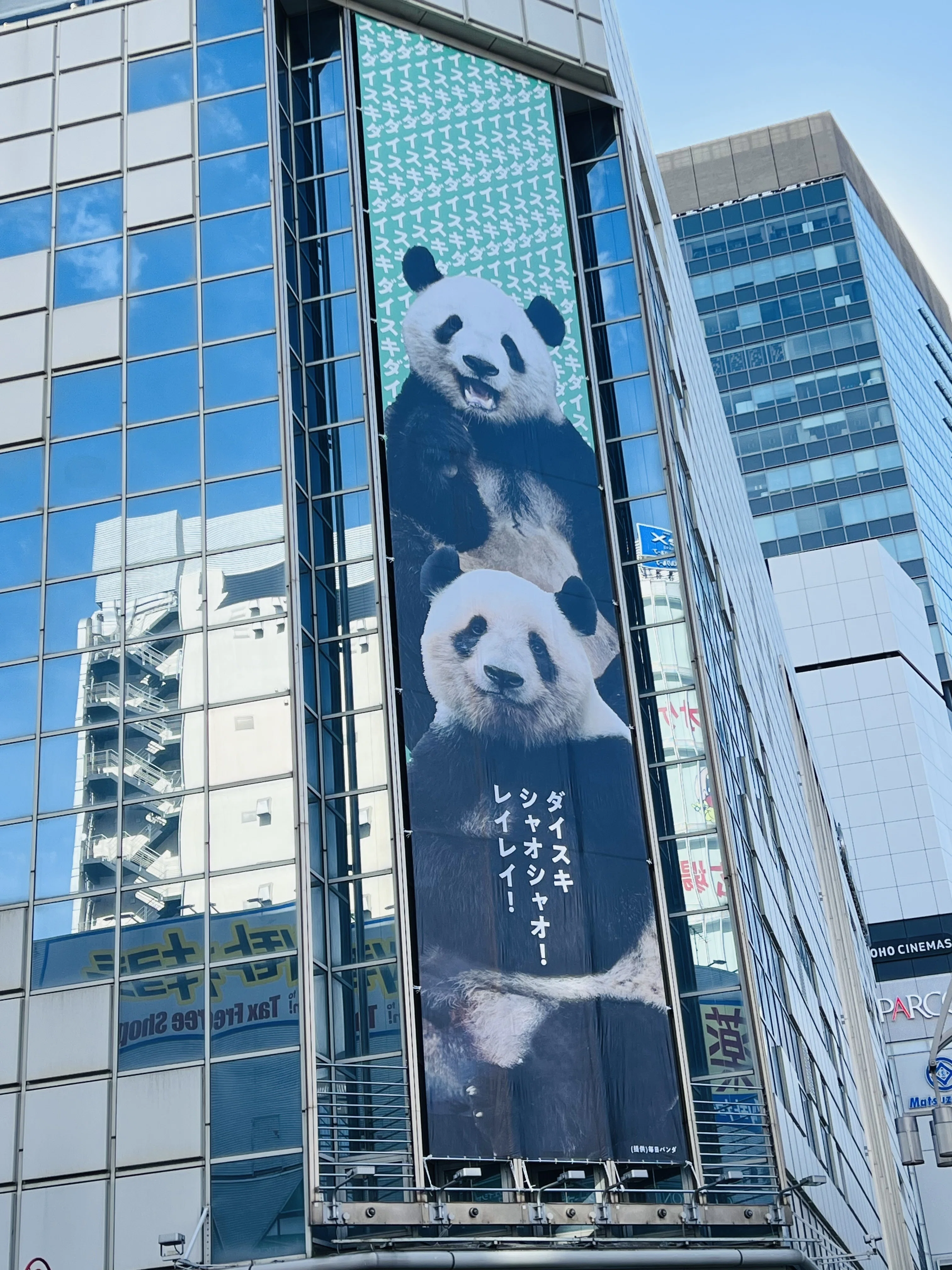 シャオシャオ・レイレイ🐼🐼さようなら｜ミント