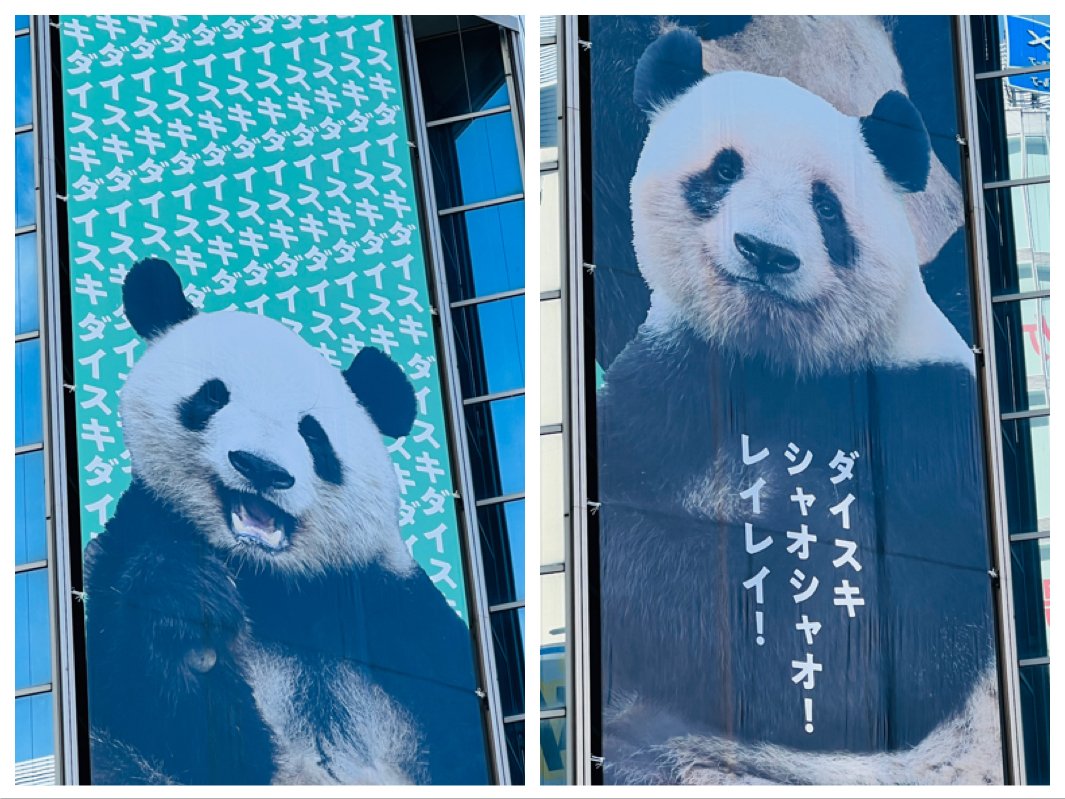 シャオシャオ・レイレイ🐼🐼さようなら｜ミント