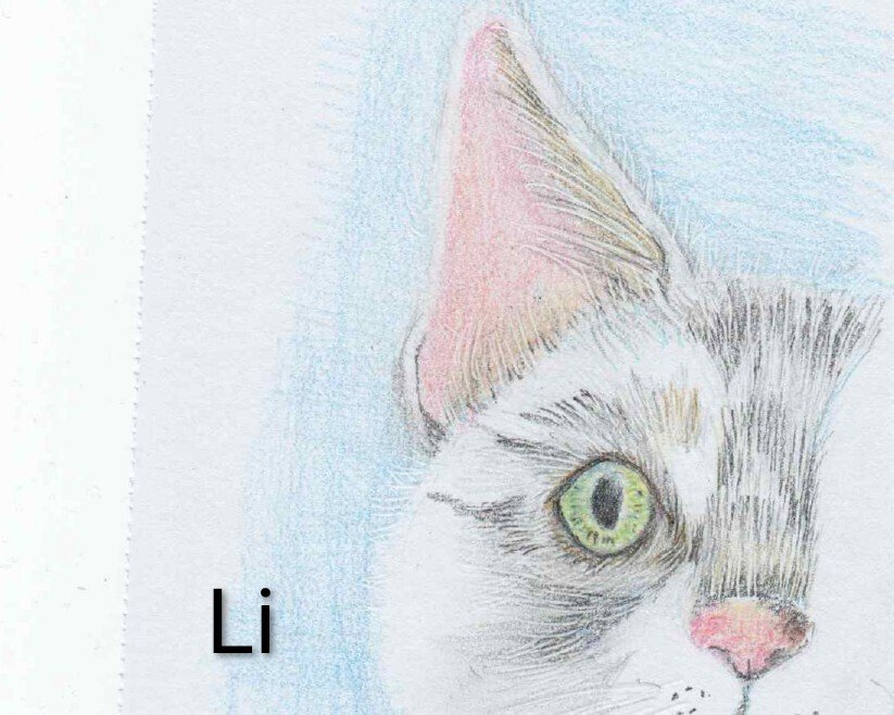 色鉛筆イラスト 26.01.25｜ネコのりーさん