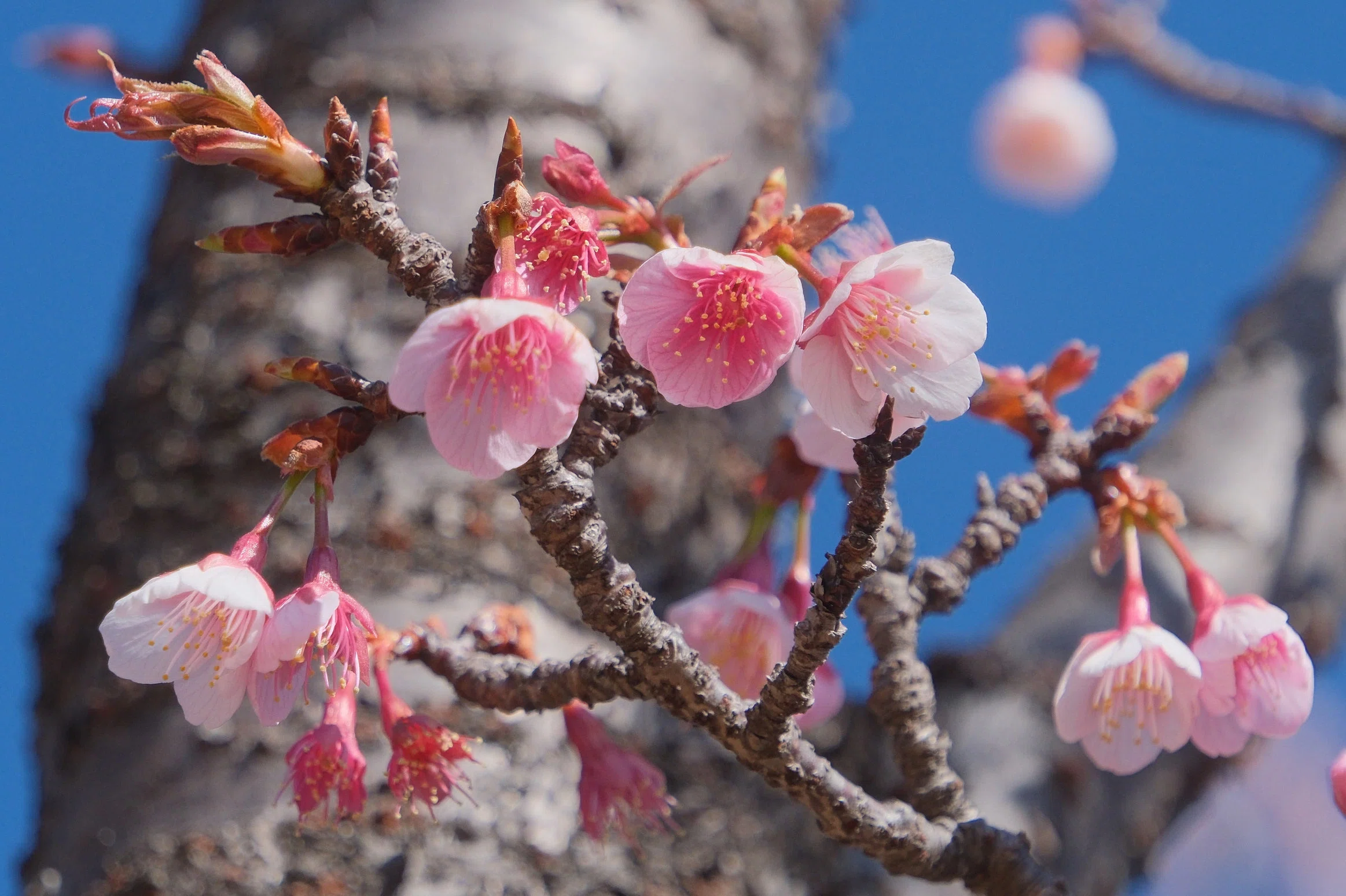 寒桜も撮っておきました （X-T5 : Tamron 18-300mm F/3.5-6.3） 寒波で