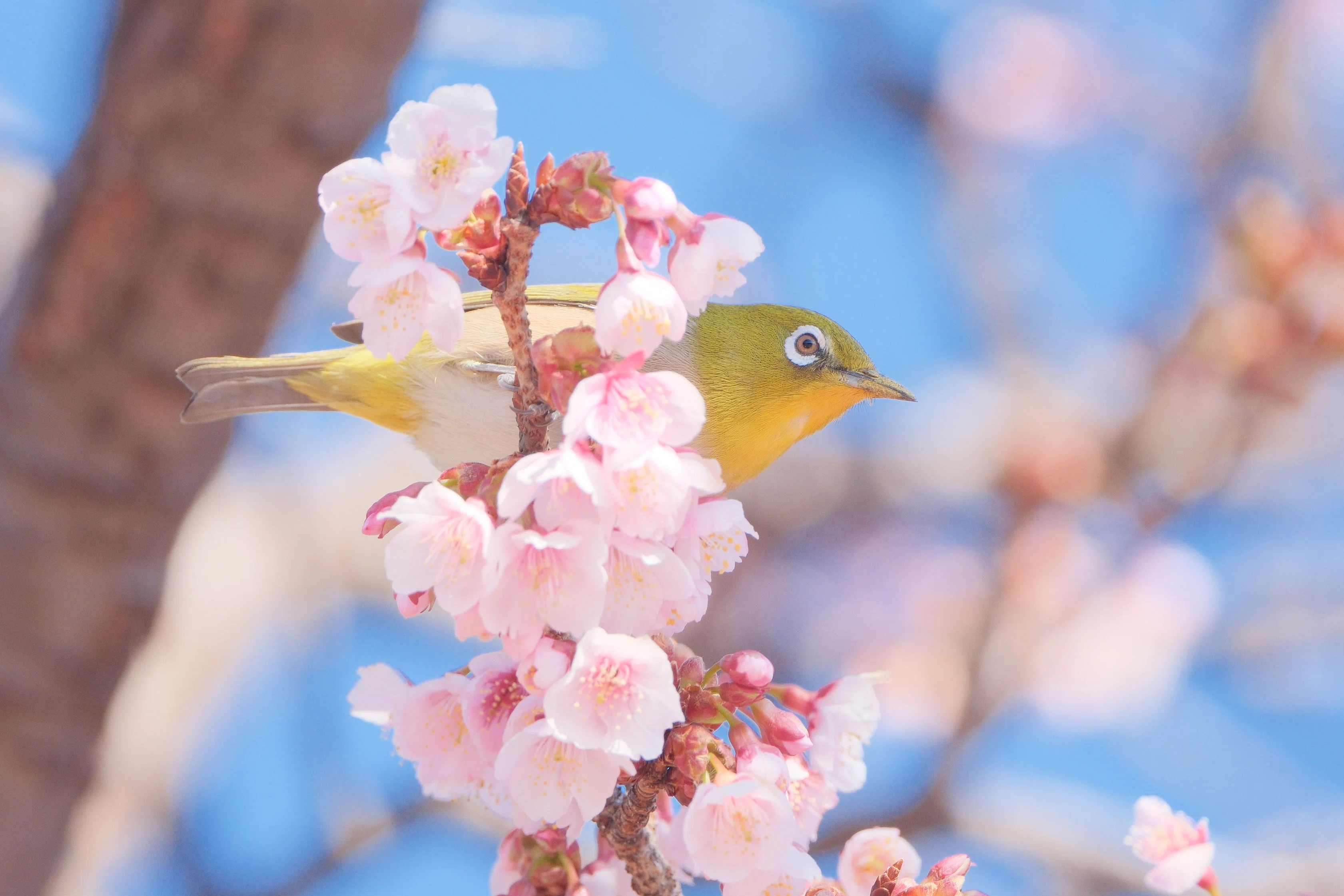 寒桜も撮っておきました （X-T5 : Tamron 18-300mm F/3.5-6.3） 寒波で