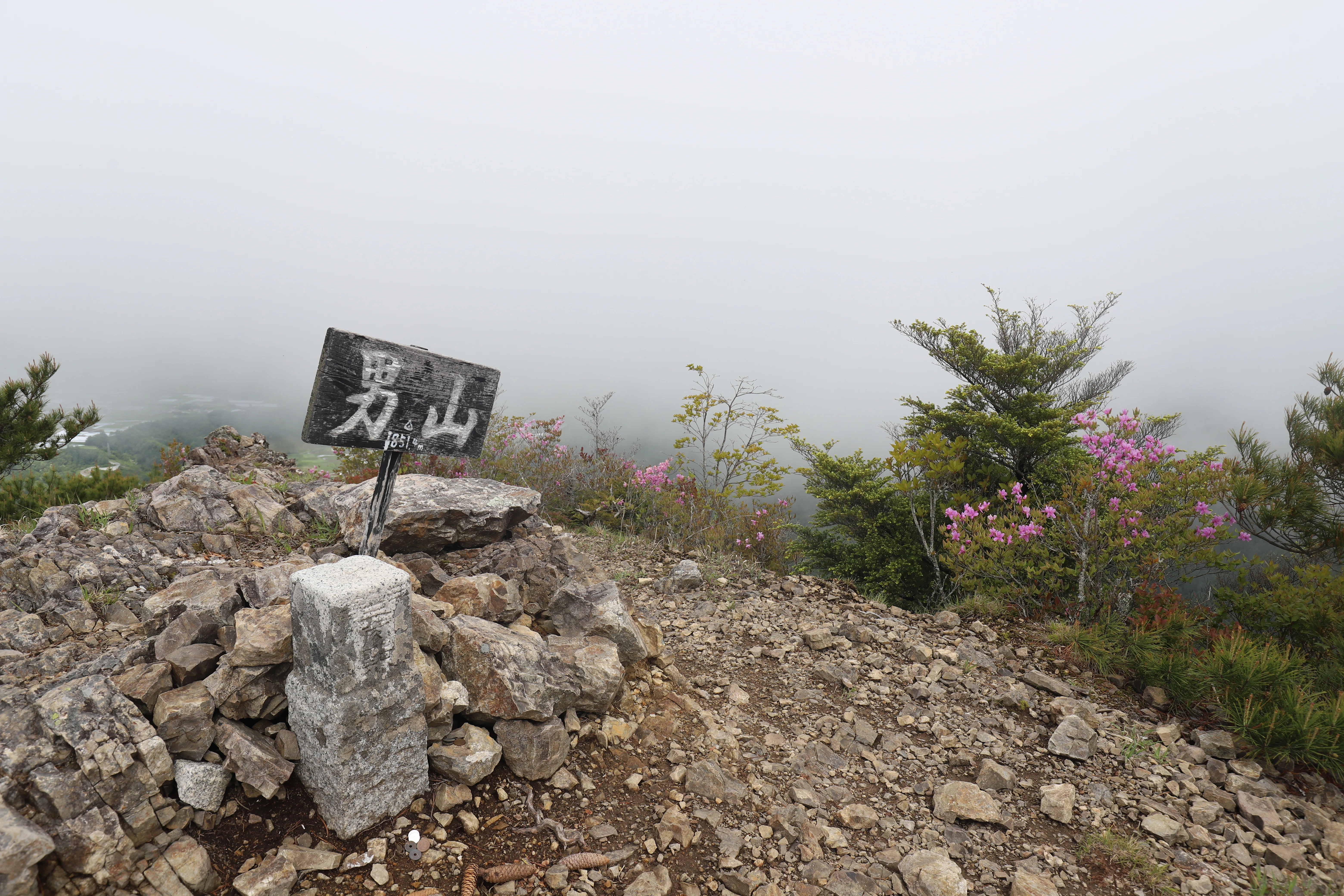 231．ツツジ当たり年に再挑戦 天狗山・男山｜sasayan