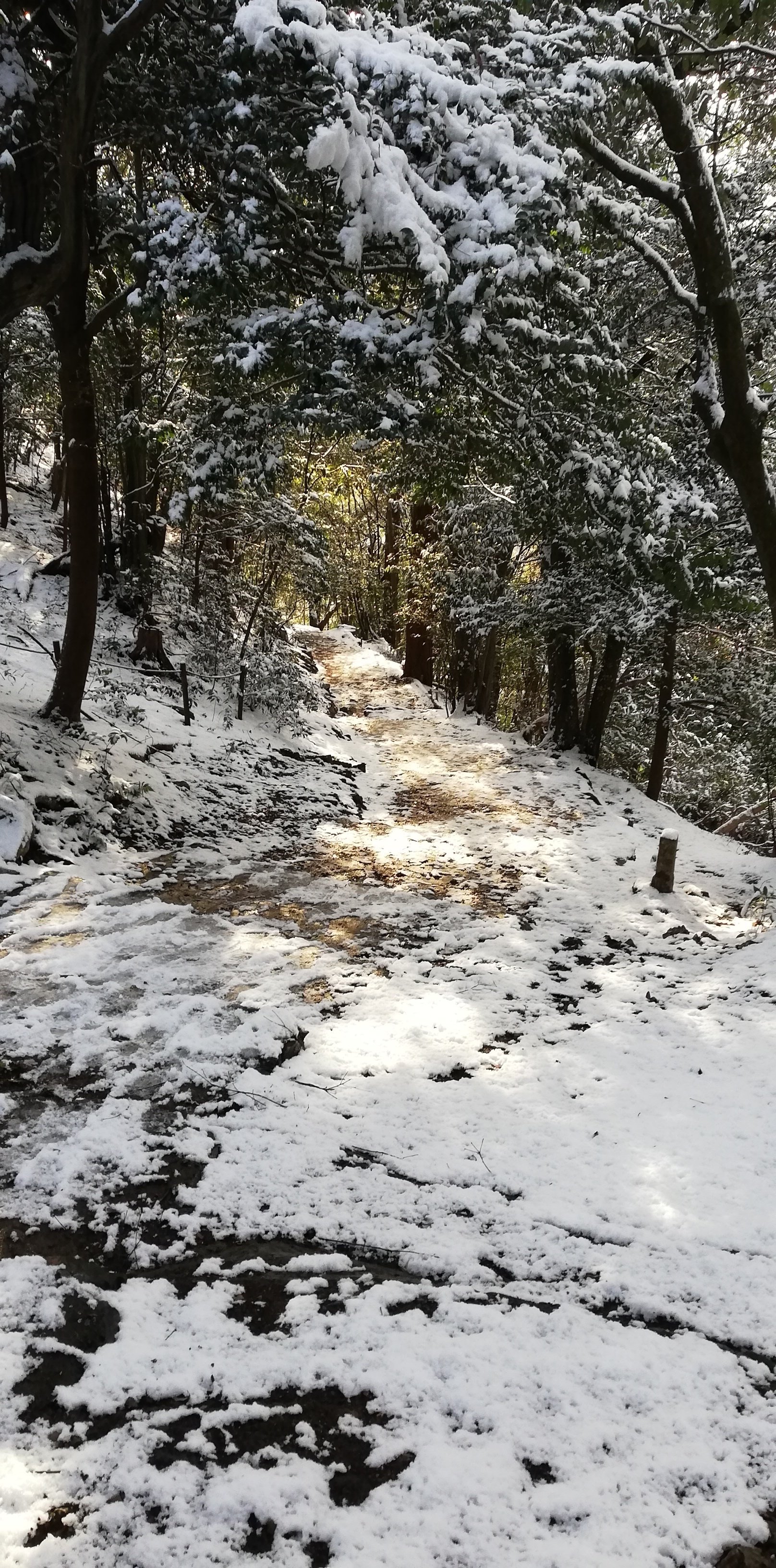 雪の日の金華山を今年もあじわう 2026冬｜すすむ
