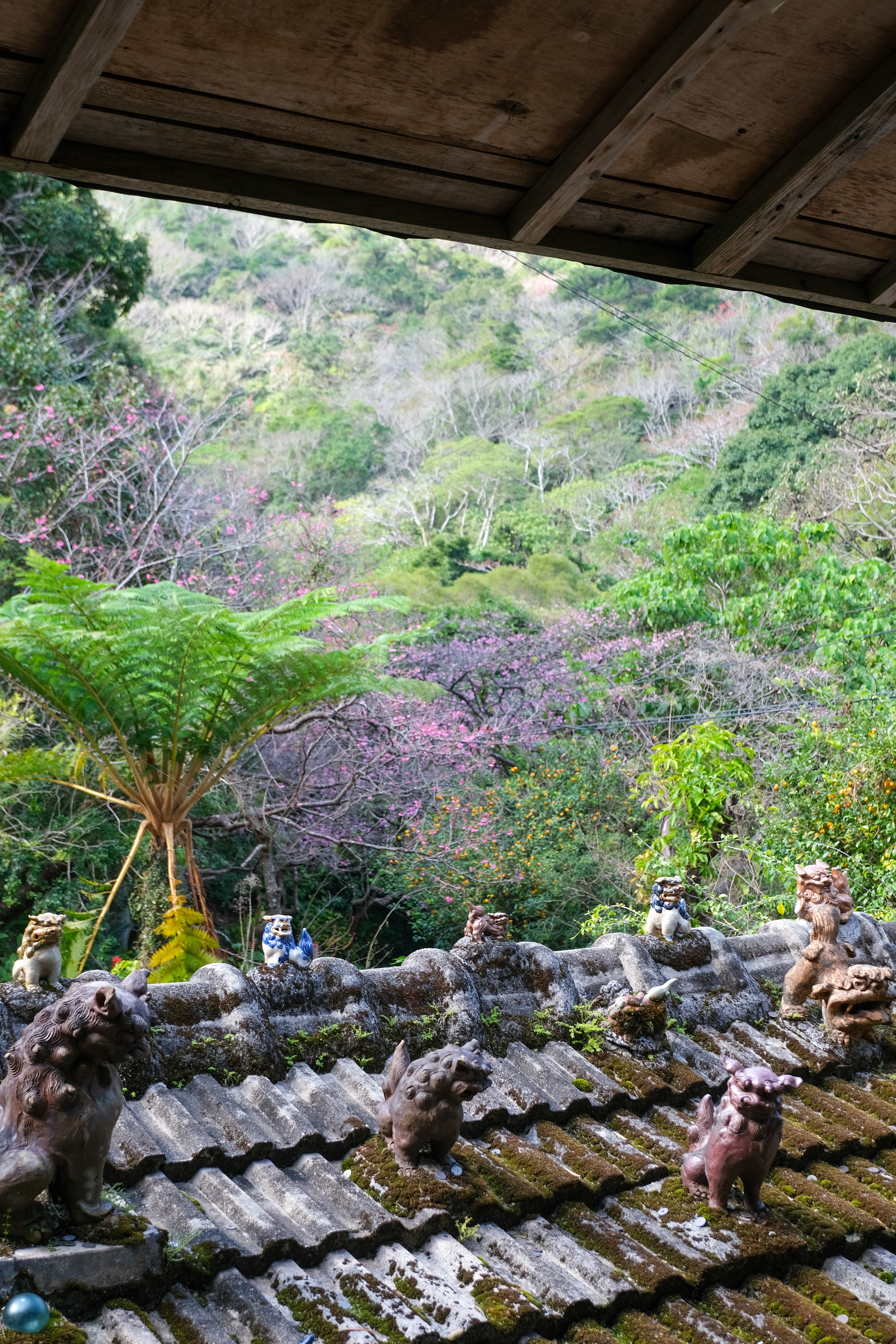 2026年1月25日時点｜本部町八重岳 桜開花状況｜五〜六分咲き🌸｜高井司