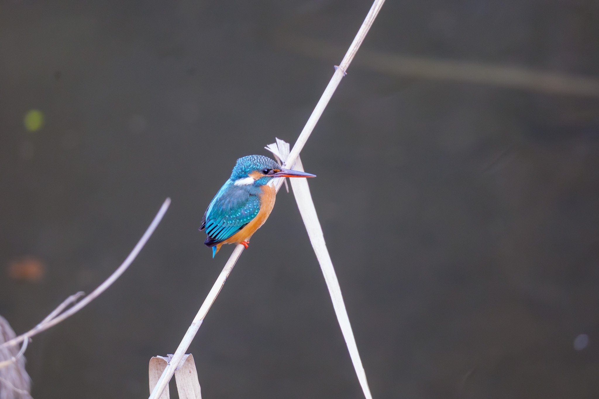 2026初めての野鳥撮影｜セバス（Sebastian Photography）