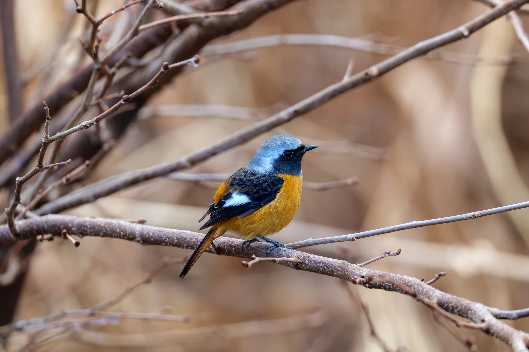 2026初めての野鳥撮影｜セバス（Sebastian Photography）