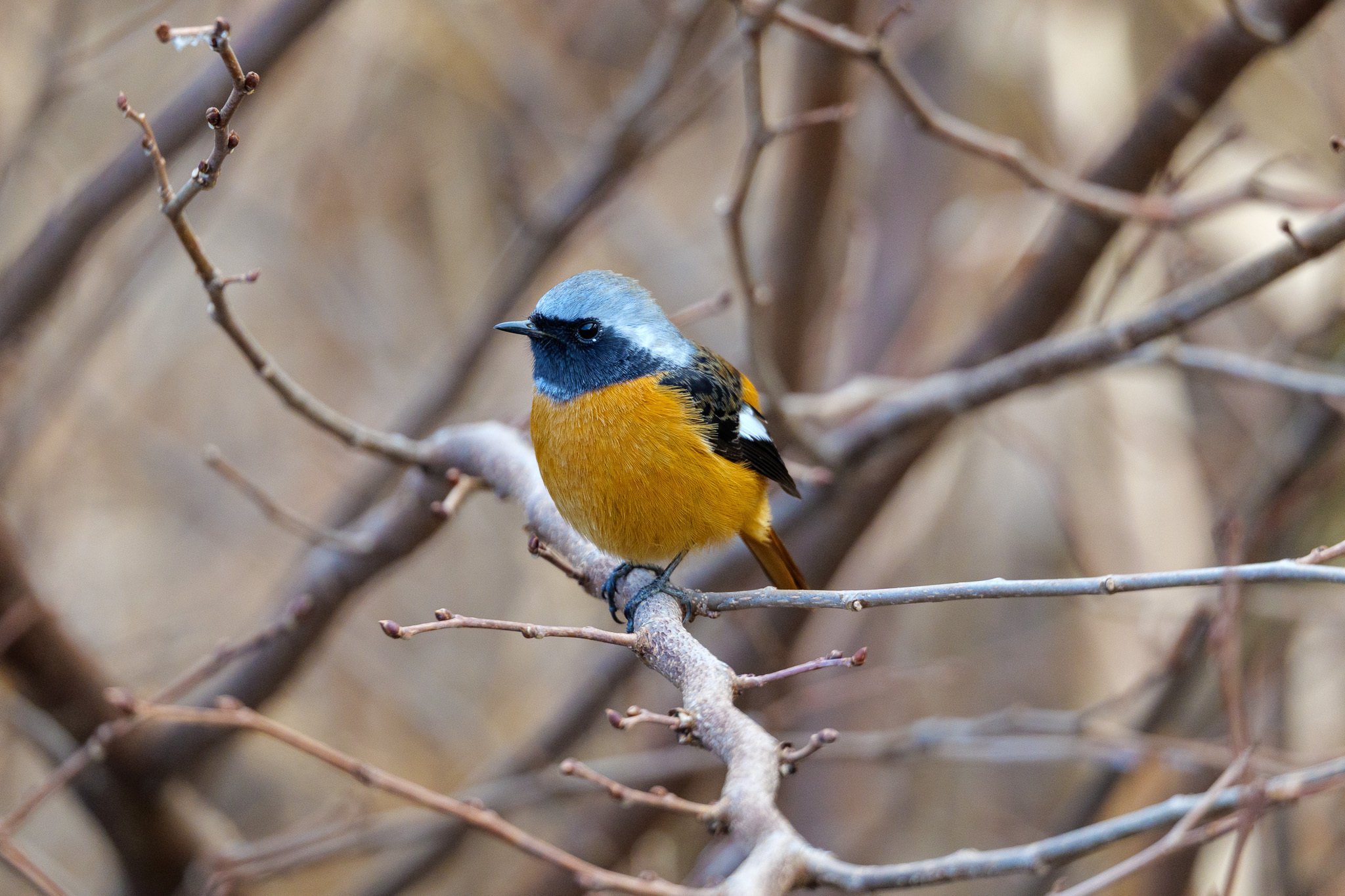 2026初めての野鳥撮影｜セバス（Sebastian Photography）