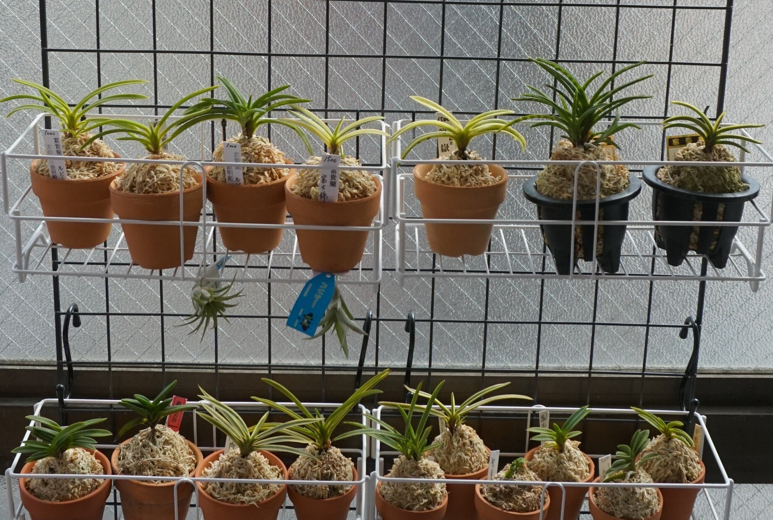 東洋蘭入門：セッコクと富貴蘭、小さな体に詰まった日本の美｜ぽどる