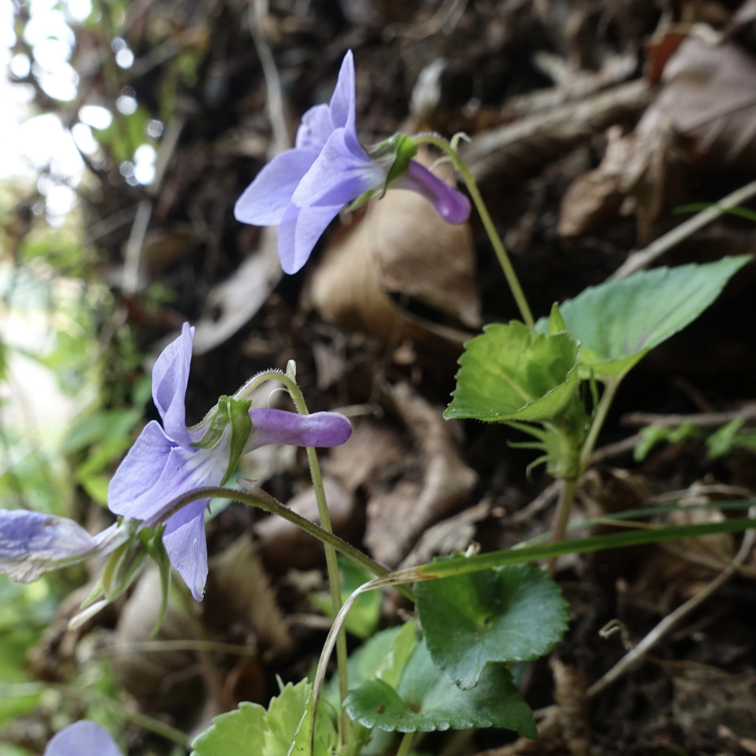タチツボスミレ Viola grypoceras｜noteスミレの部屋 – Violets of Japan