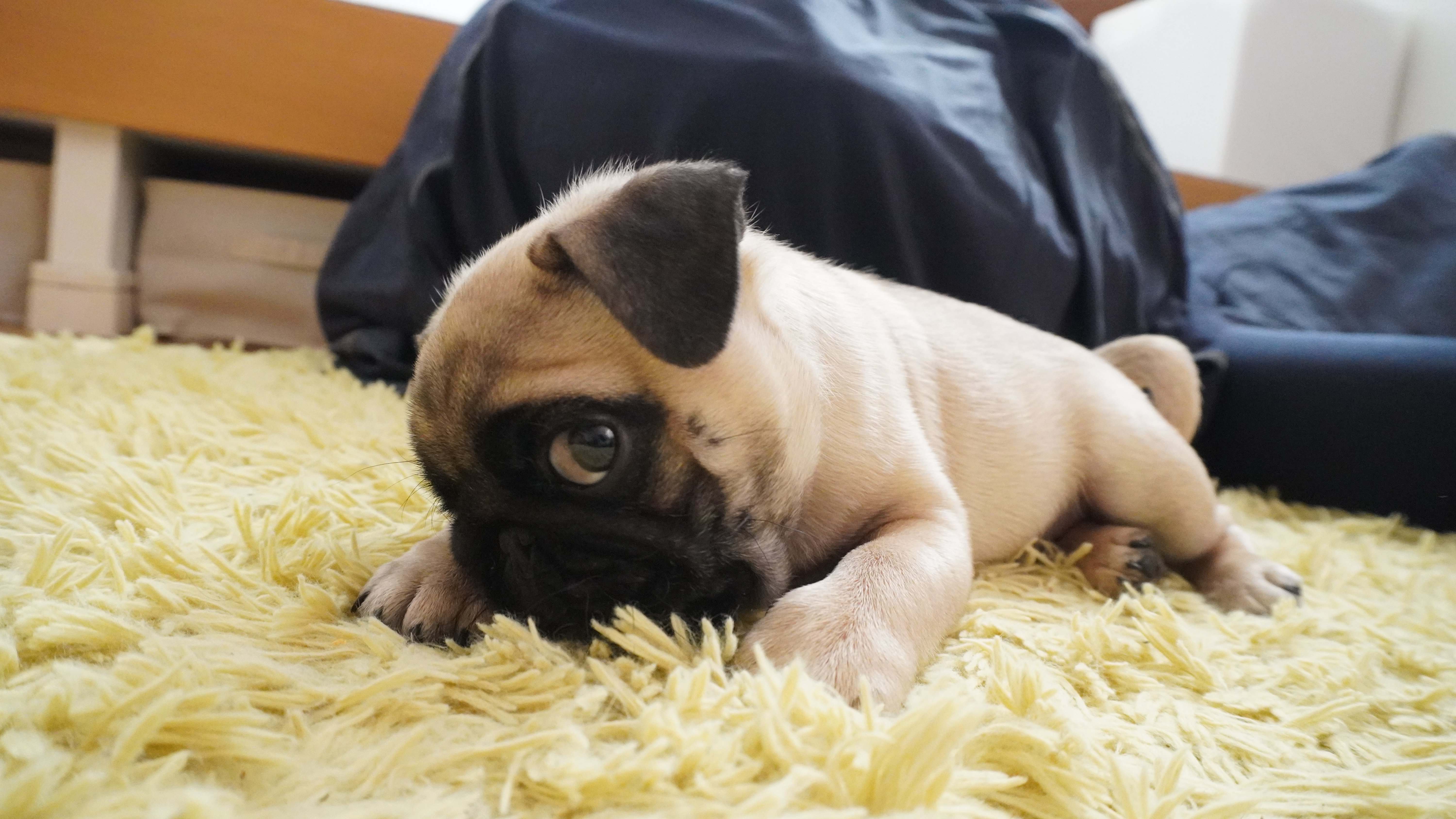 Vol.②】わが家にパグの「くぅちゃん」がやってきた｜しましま