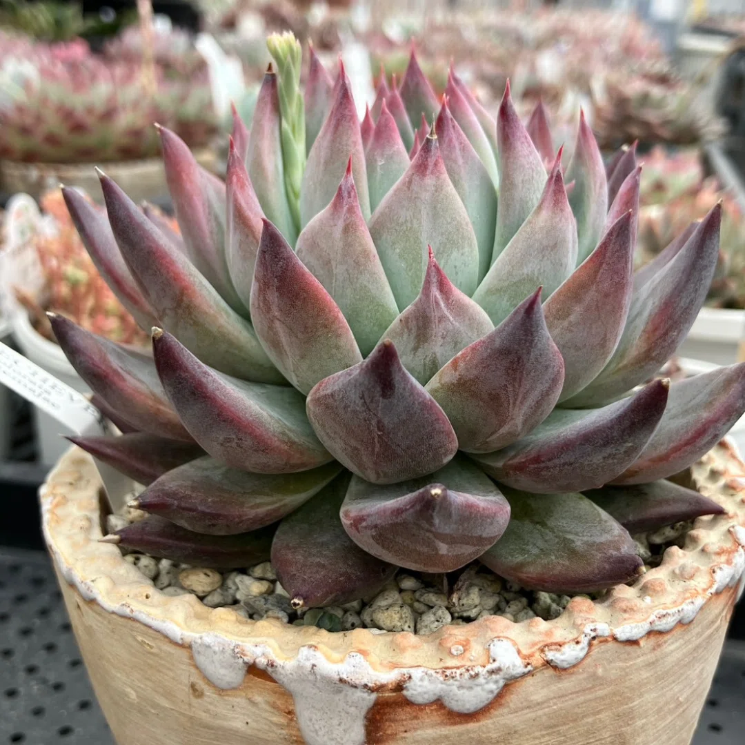 多肉植物 エケベリア ＊ メキシコ野生ラゾヤ｜ぼたねこかふぇ 保存版
