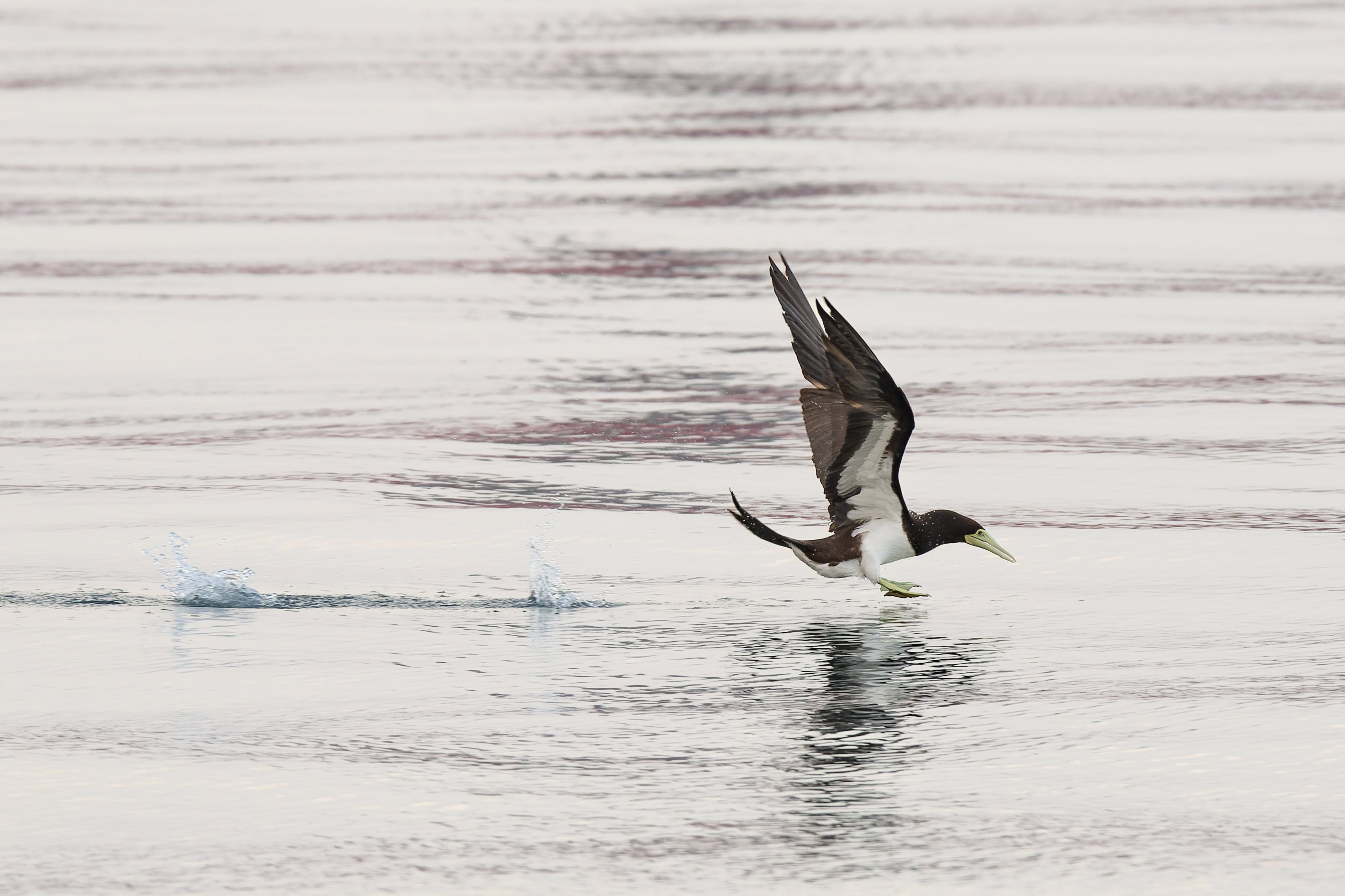 餌を求めて海中に猛スピードでダイブするカツオドリ【JAPANバード王国