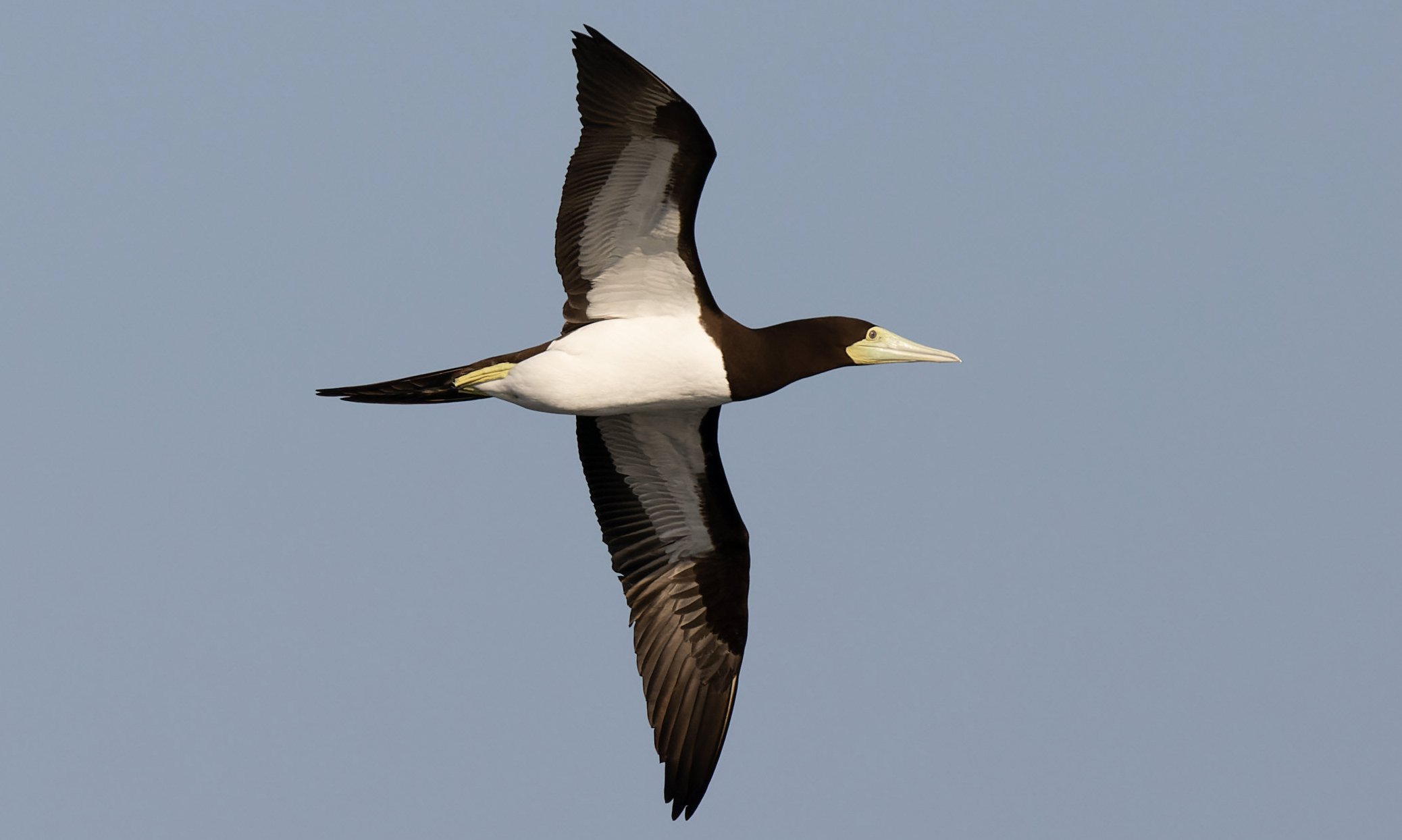 餌を求めて海中に猛スピードでダイブするカツオドリ【JAPANバード王国