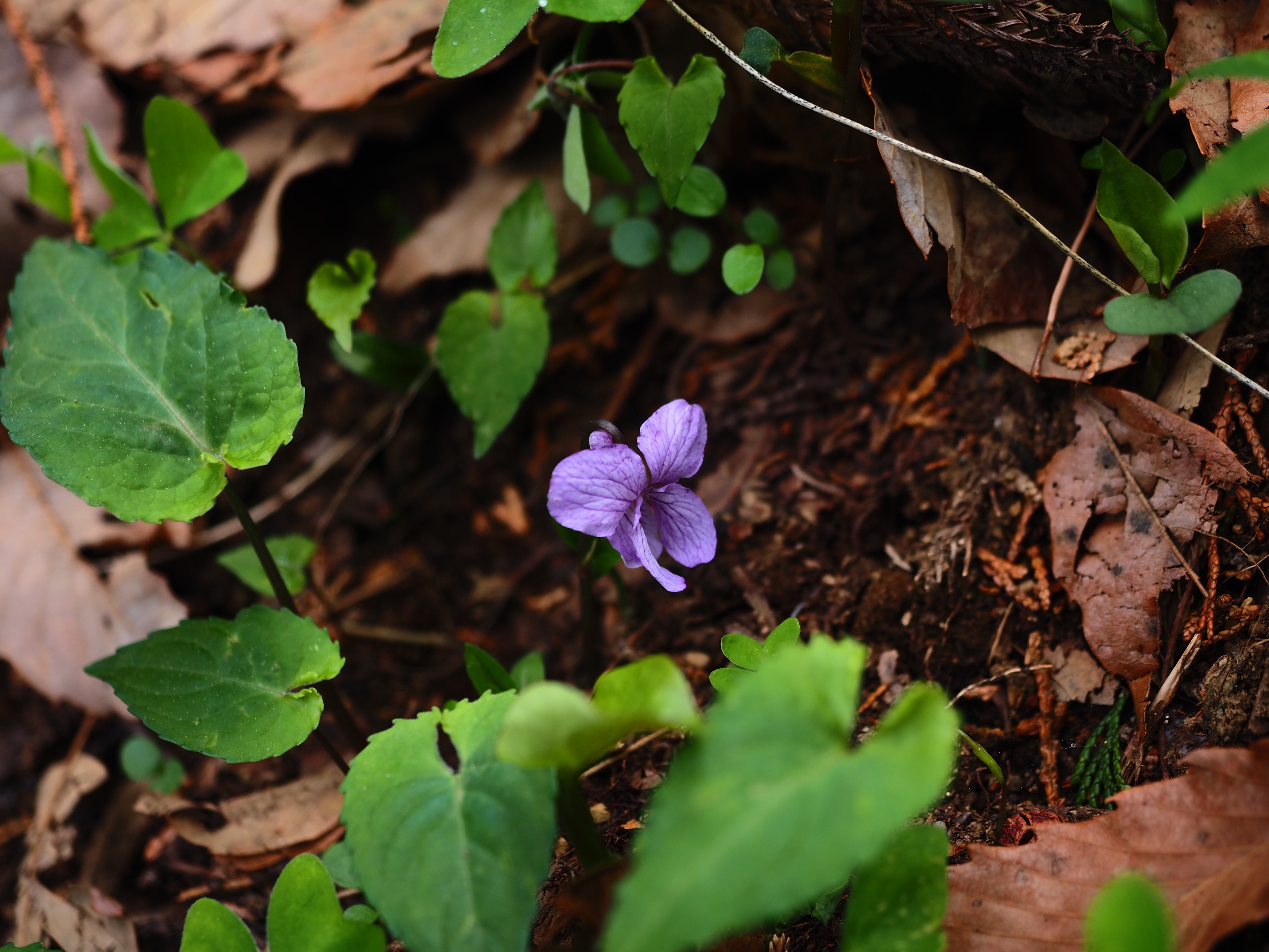 スミレの山高尾山（23） ナガバノアケボノスミレ Takao, the mountain