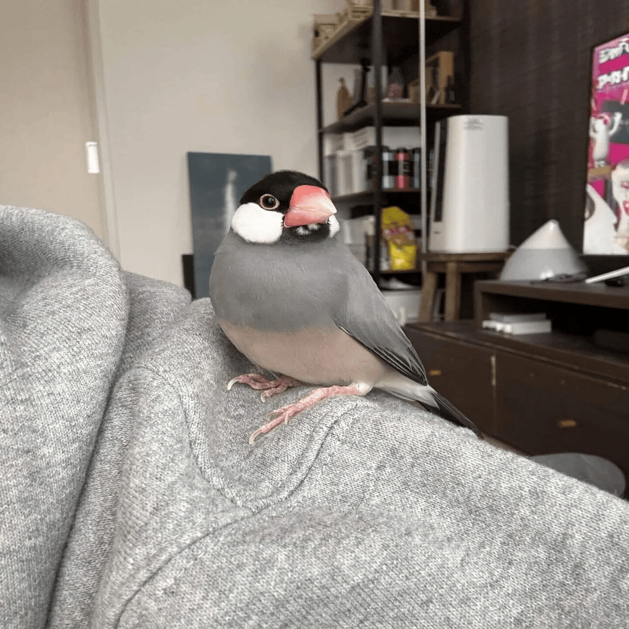 桜文鳥】ぽてちゃんと私の馴れ初め話｜福田沙千代