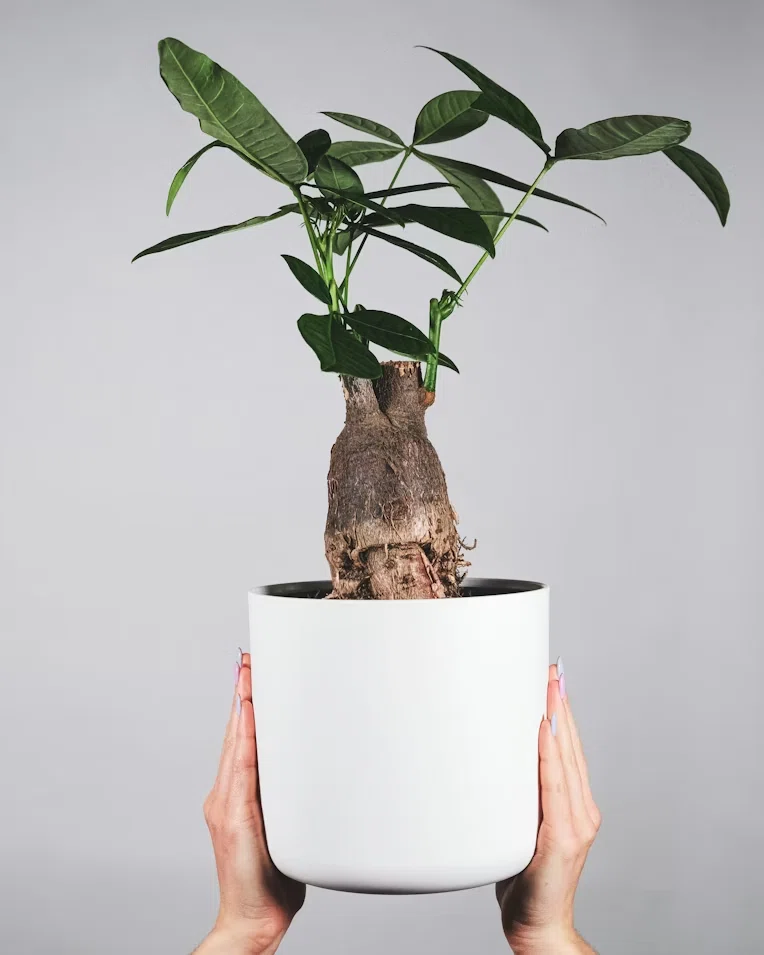植物豆知識】よくオフィスにあるパキラってどんな植物？初心者が失敗