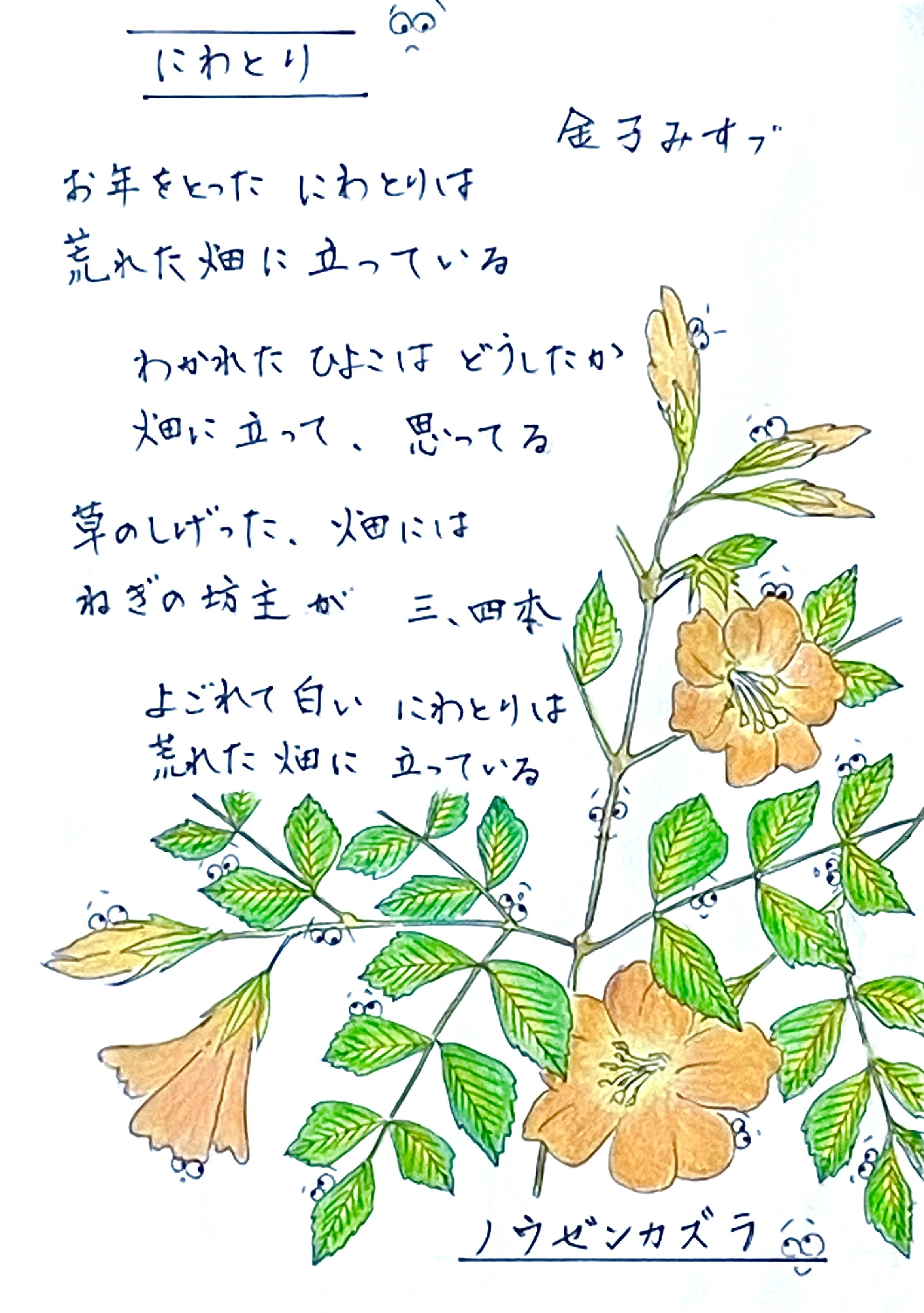 金子みすゞさんの詩と植物👀スケッチ94 「にわとり」 ノウゼンカズラ