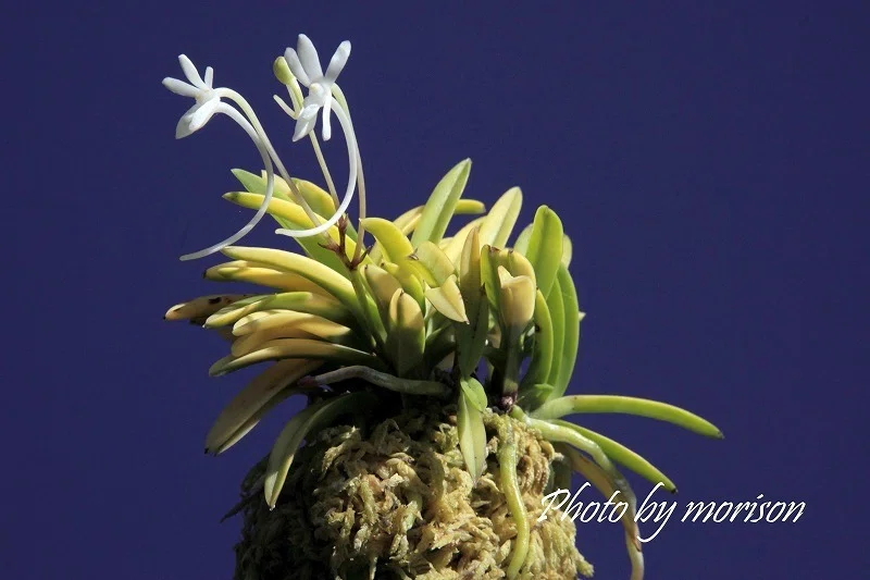 富貴蘭「金楼閣」の花（過去の画像倉庫から）｜KJ Morison