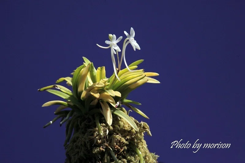 富貴蘭「金楼閣」の花（過去の画像倉庫から）｜KJ Morison