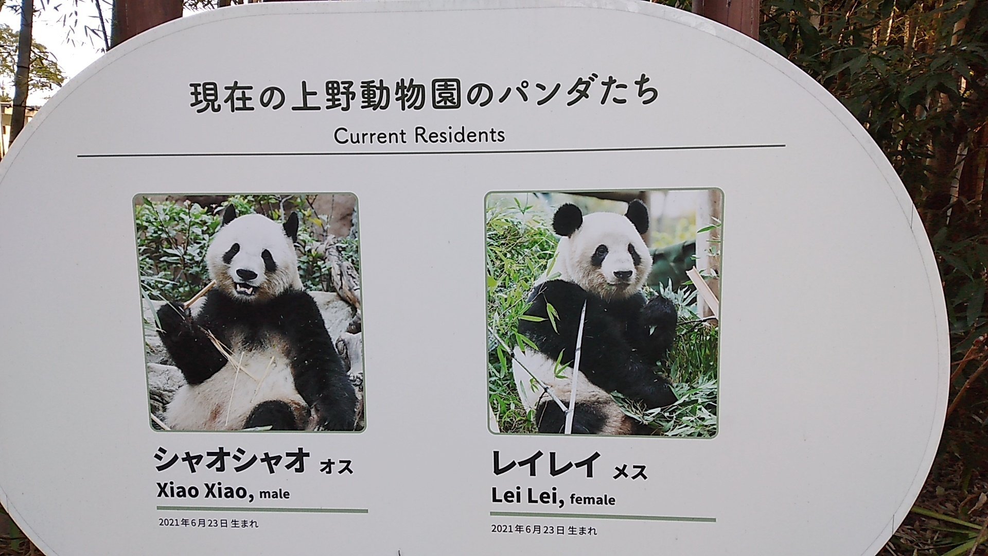 シャオシャオ レイレイ ありがとう🐼🐼🌿🧡｜canal