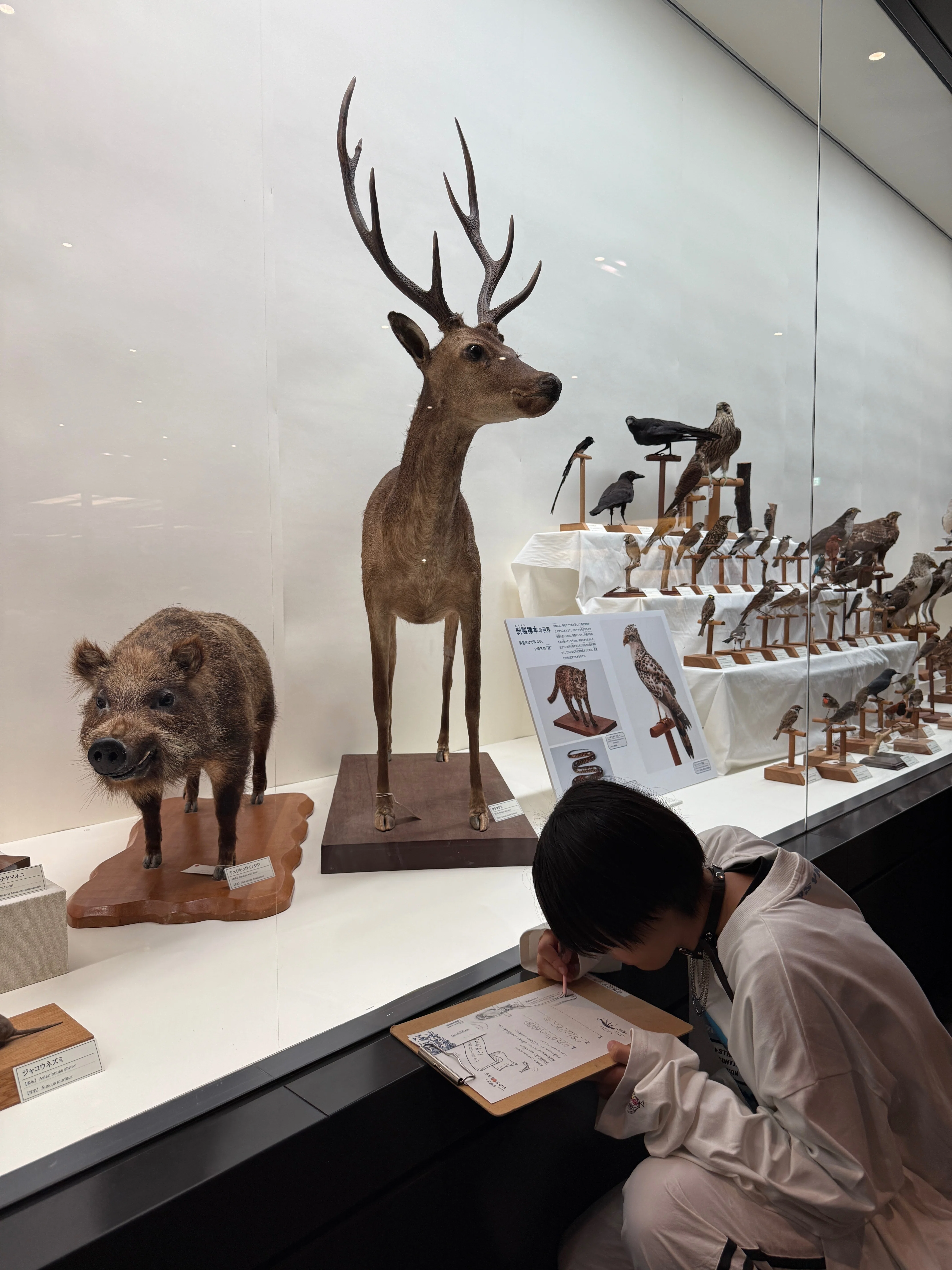 20260116 いのちのかたち展。（おきみゅー）｜前田海香子