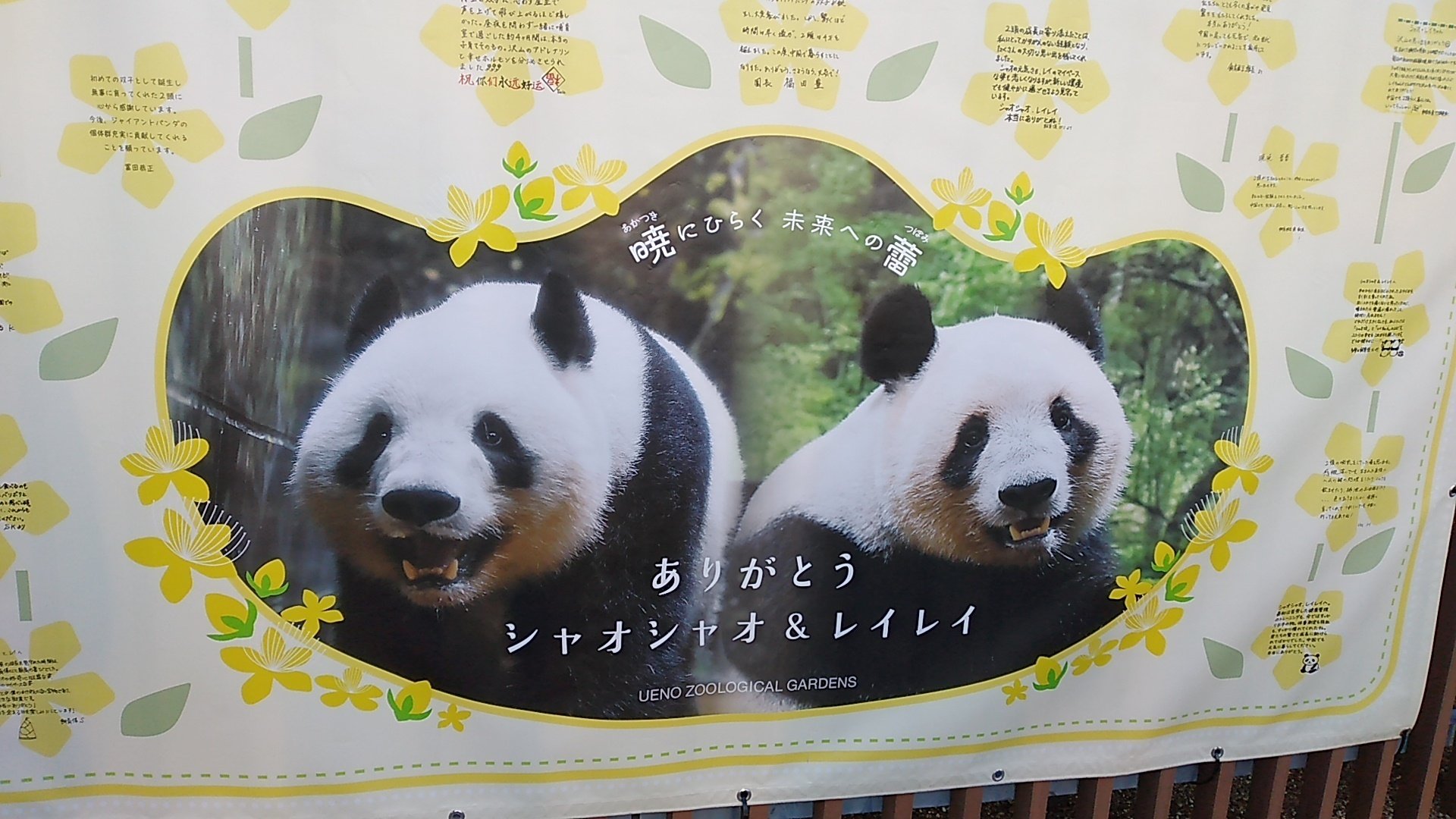 シャオシャオ レイレイ ありがとう🐼🐼🌿🧡｜canal