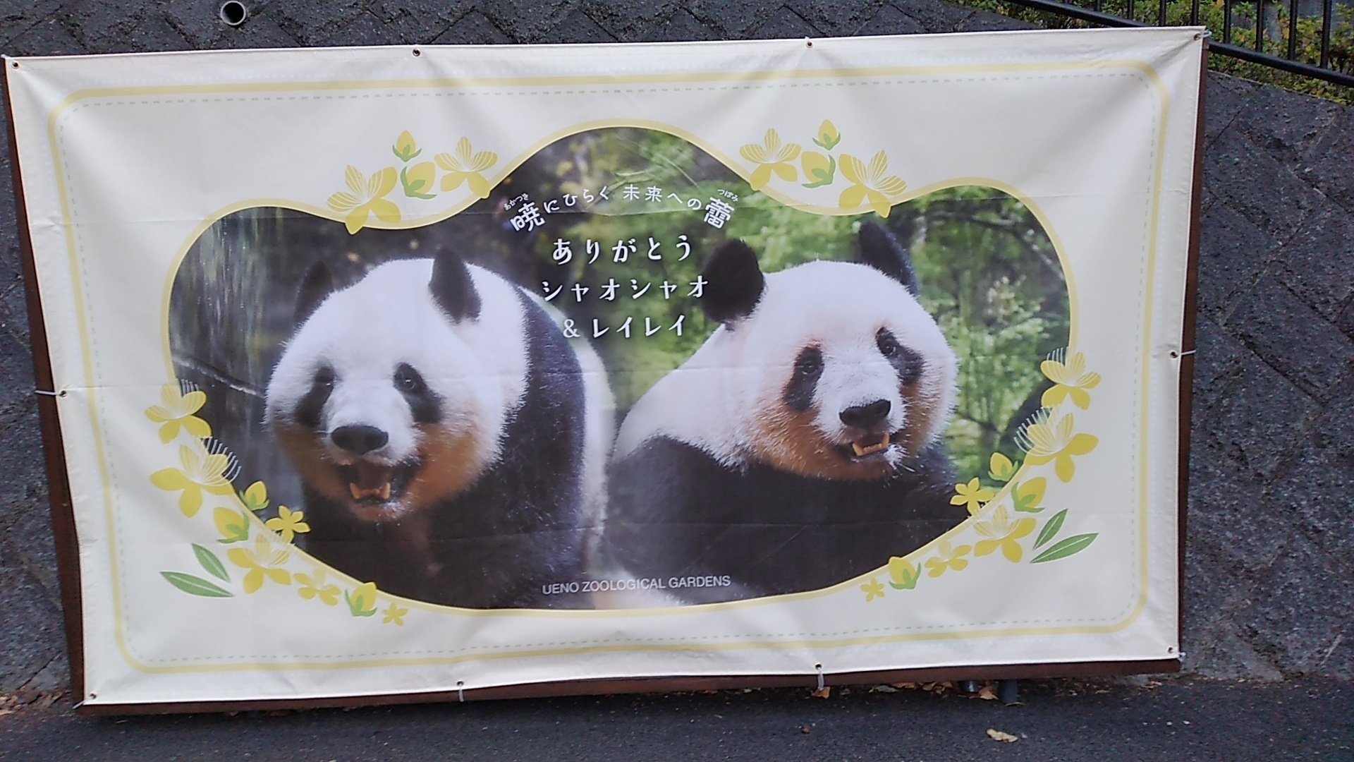 シャオシャオ&レイレイおはなし シャオシャオ レイレイ ありがとう🐼🐼🌿🧡｜canal