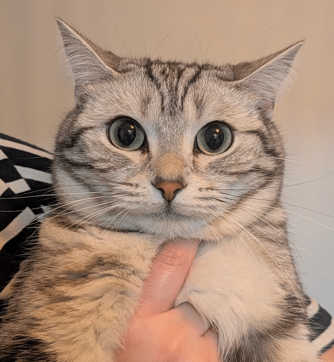 今日のおねこさま🐾証明写真｜ちもも