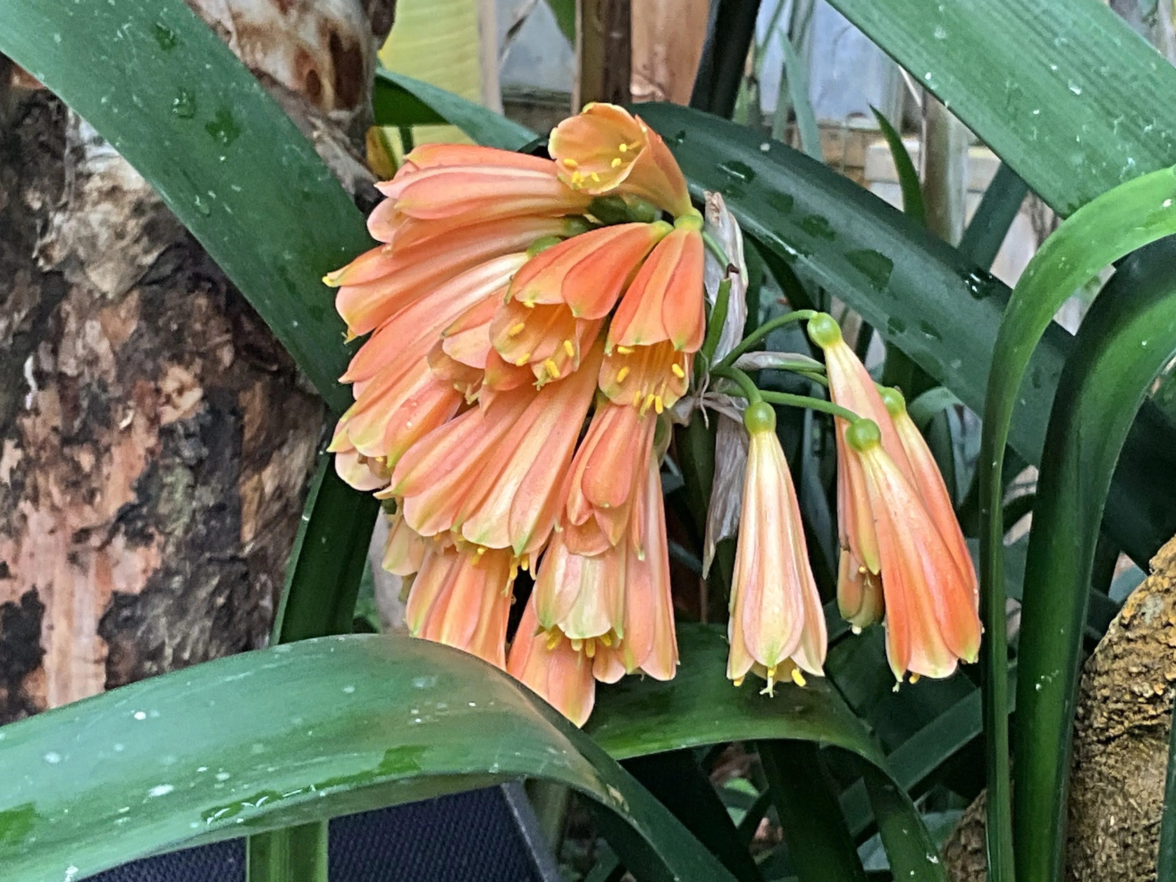 葉陰に灯る花――京都に居候するクンシラン（京都府立植物園）：2026年2