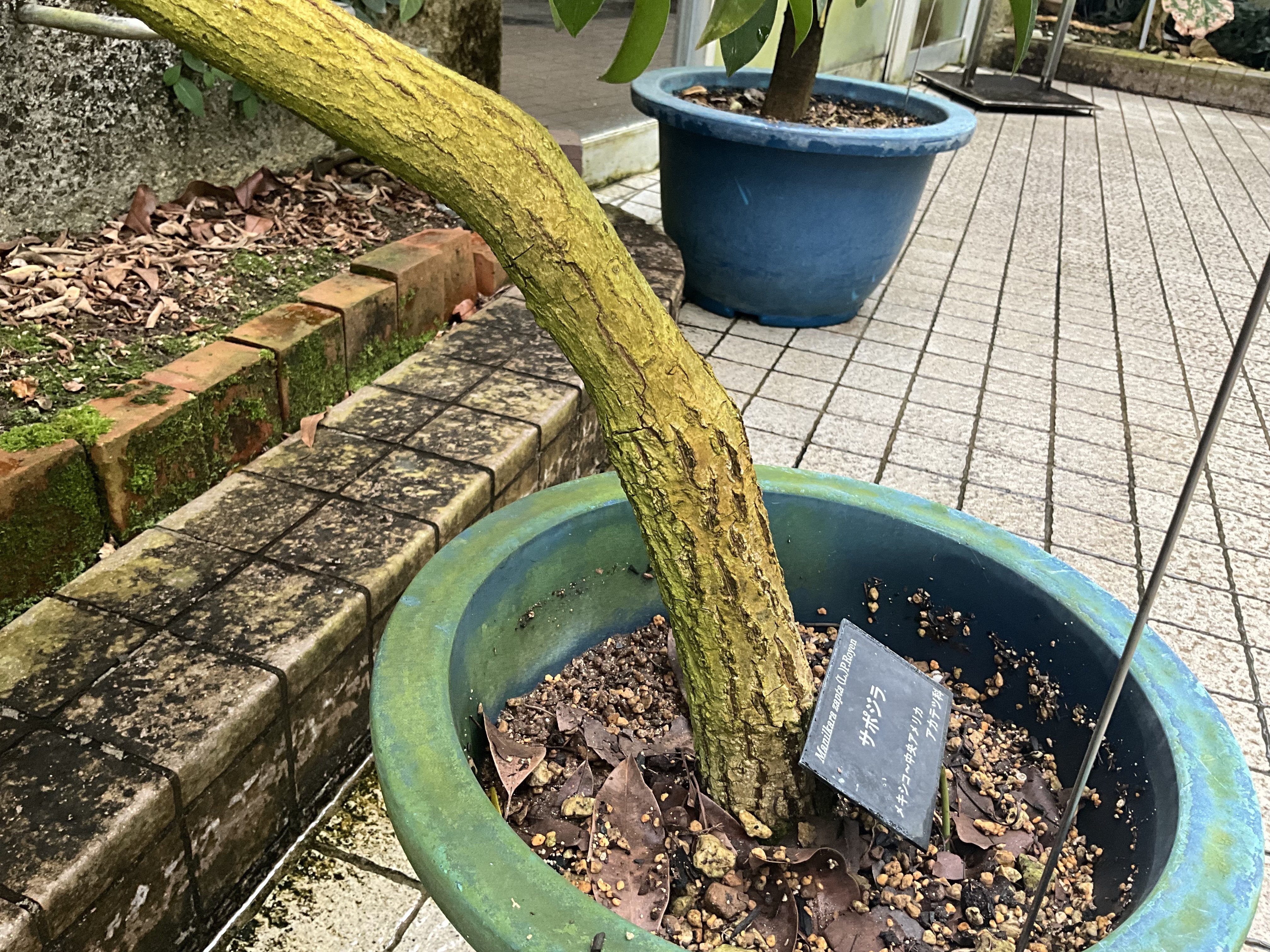 チューインガムの木」サポジラ（京都府立植物園）：2026年2月19日（木