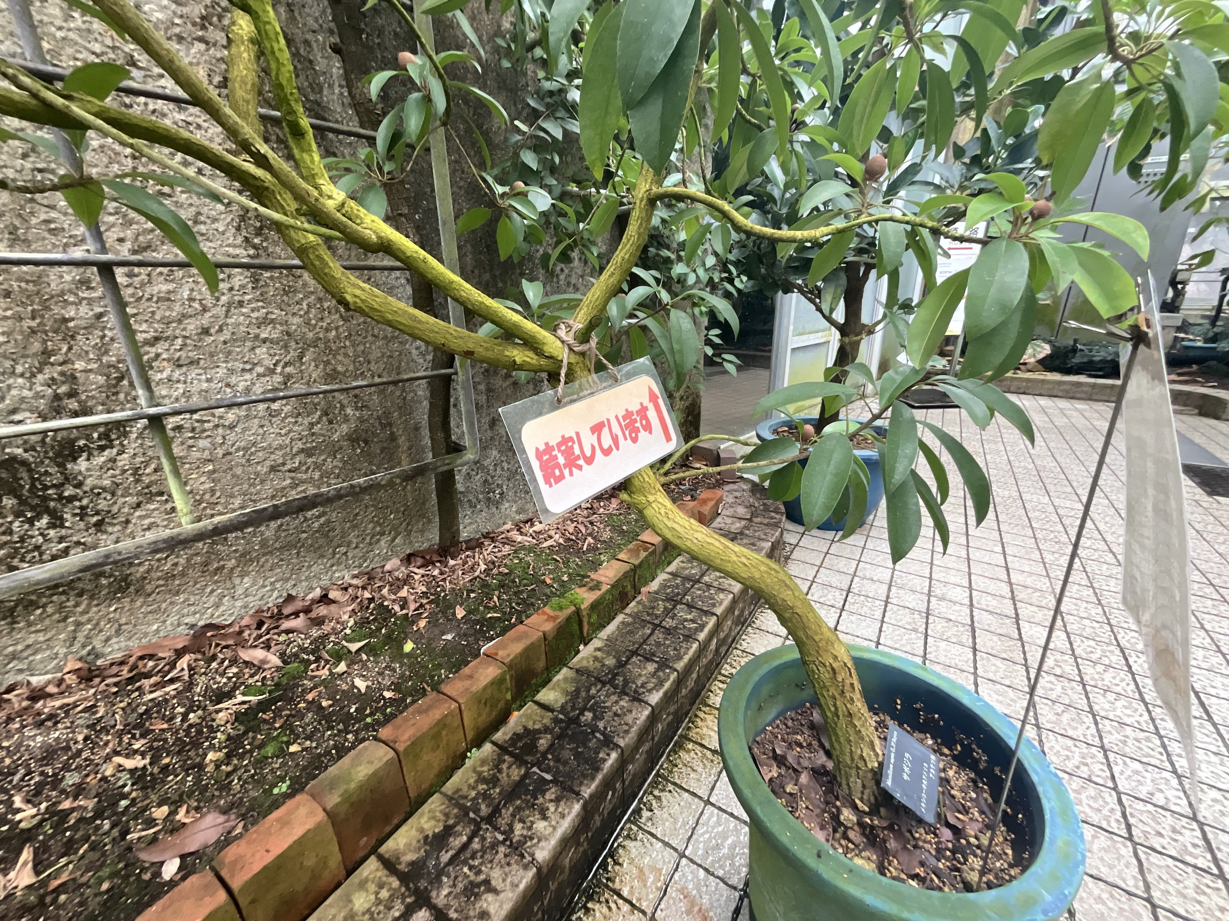 サポジラ チューインガムの木 チューインガムの木」サポジラ（京都府立植物園）：2026年2月19日（木