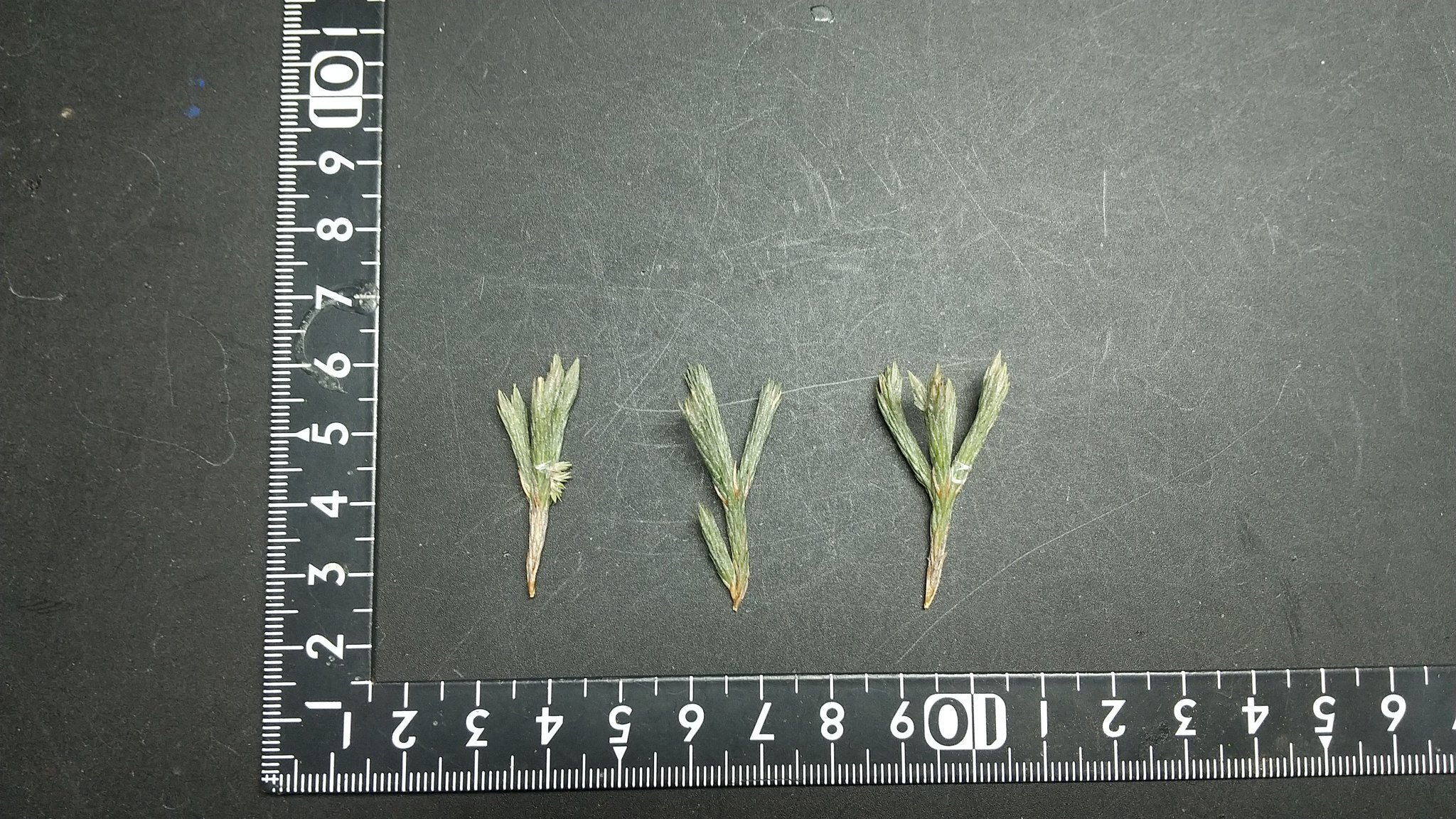 チランジア入荷リスト1/18｜NatureGarden🌿神田