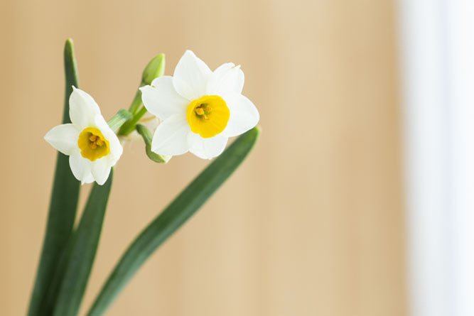 見た目は可憐で繊細で少し俯き加減でも寒い冬から爽やかな香りを