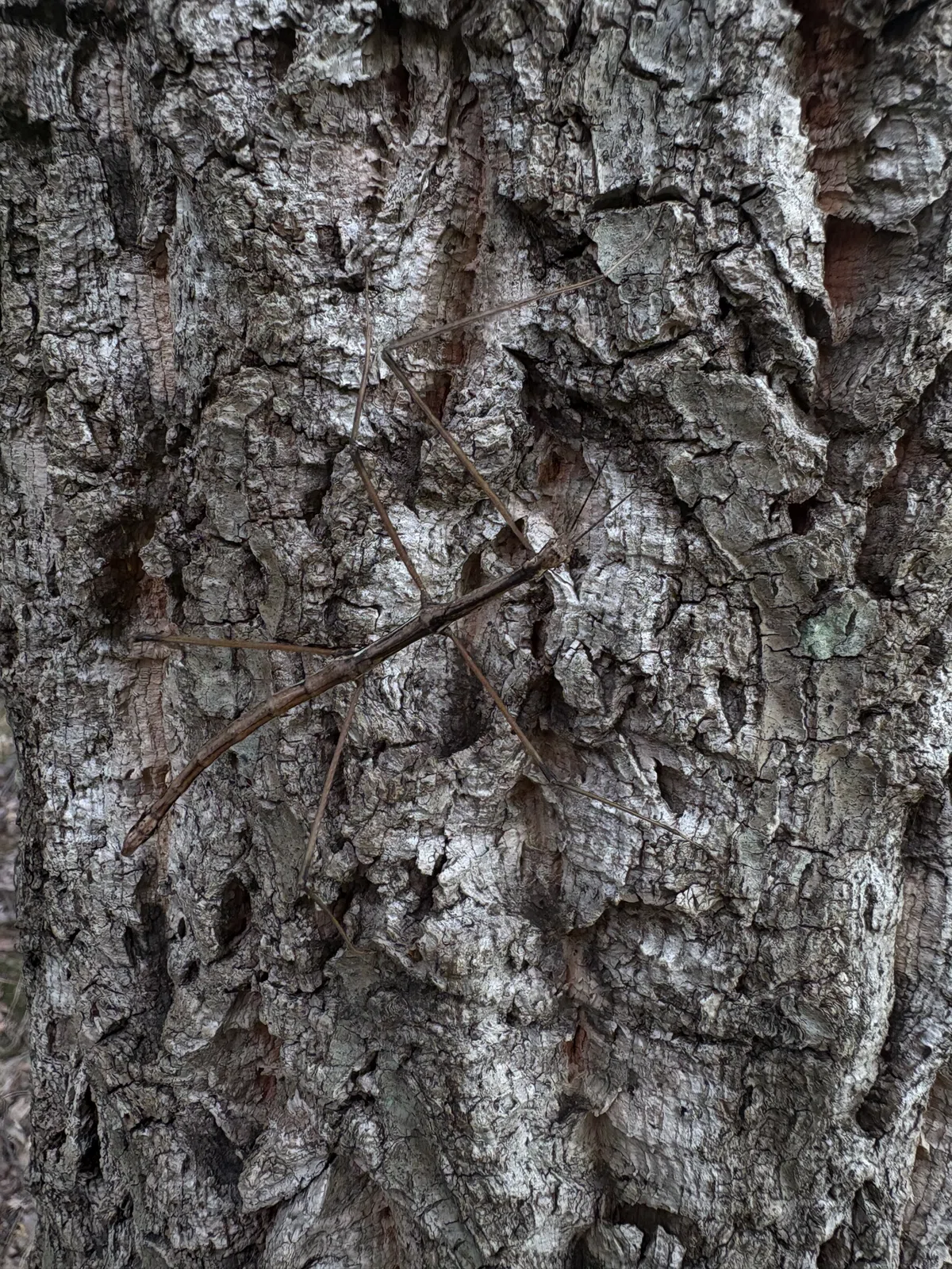Pretty Yellow Sticker ansects Yellow-spotted Longhorn Beetle|6411radio