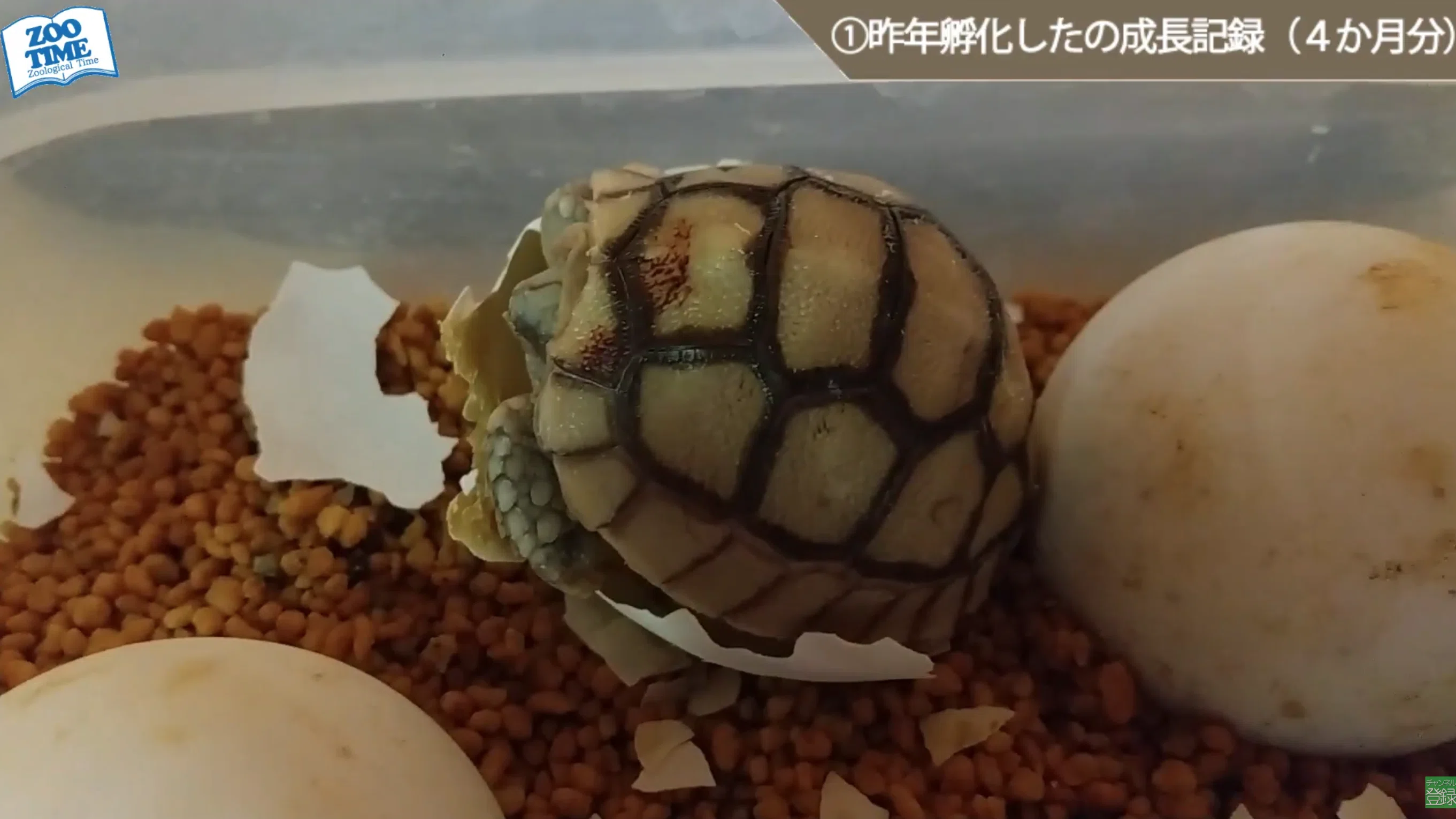 千葉県のその他 【引取限定】リクガメ飼育セット一式 ※ケヅメリクガメ 