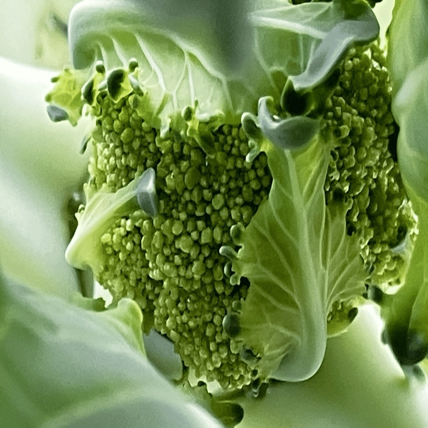 食器から生まれた肥料」でいろいろ育てて研究中！ - ブロッコリー2025