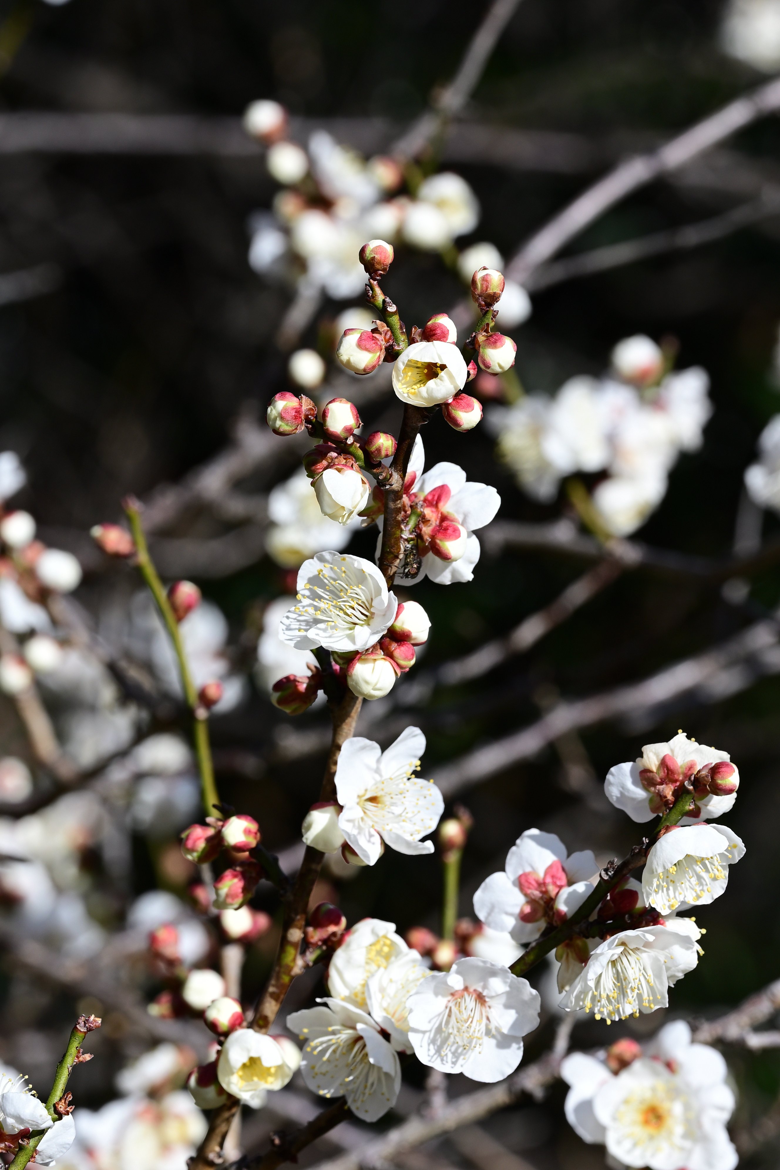 Z5IIと105mmで巡る百草園｜レンズの先に
