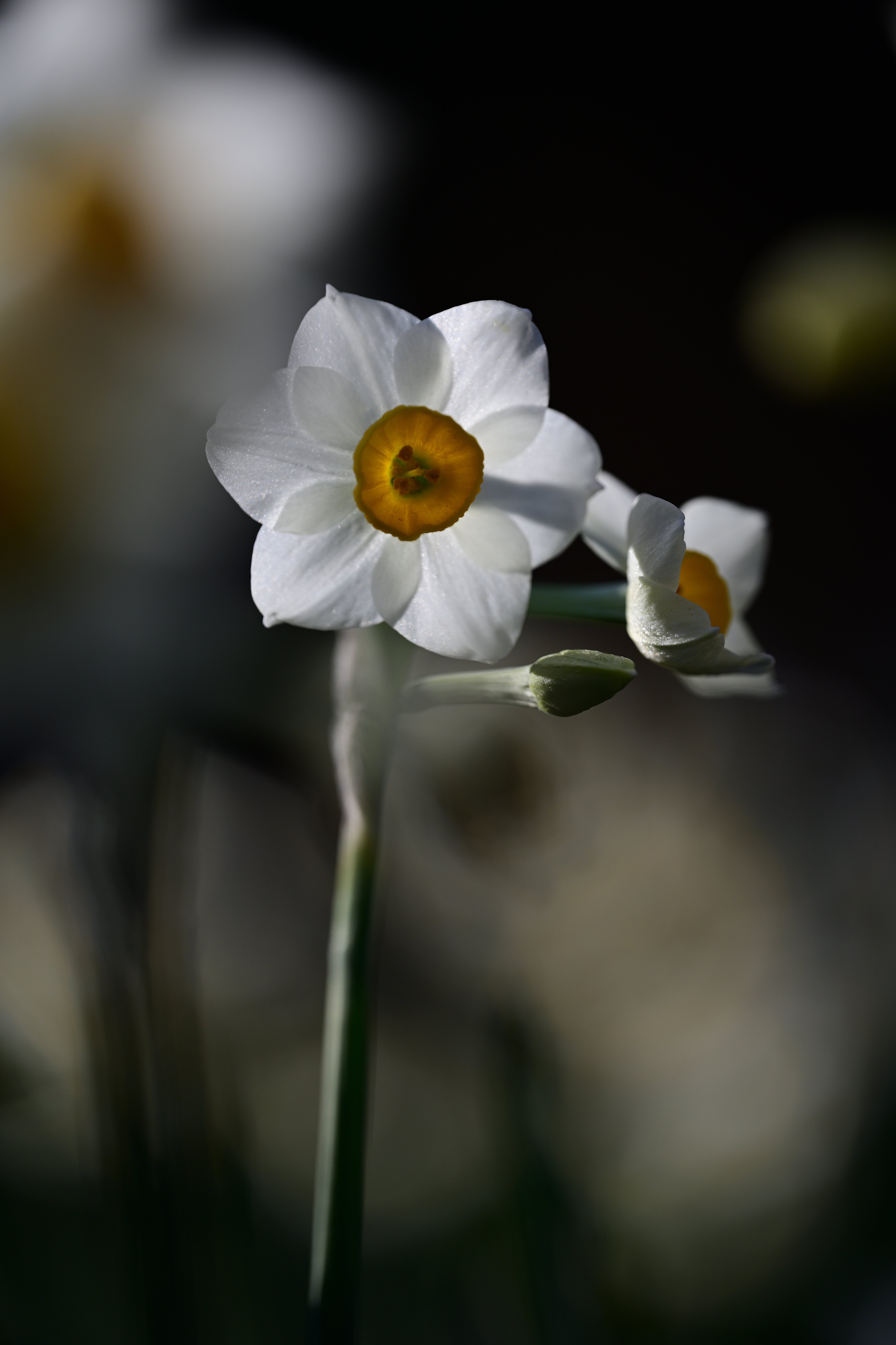 Z5IIと105mmで巡る百草園｜レンズの先に