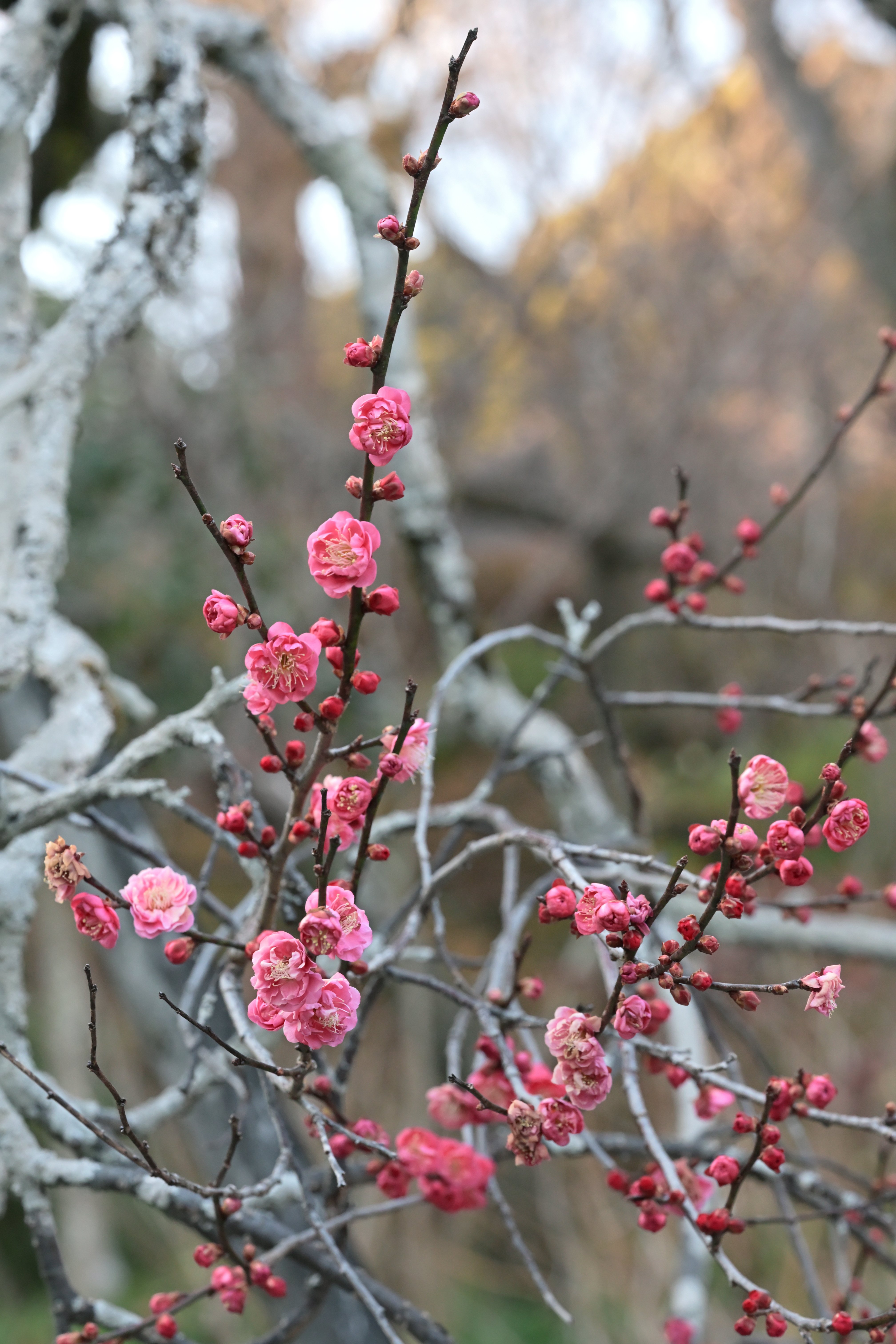 Z5IIと105mmで巡る百草園｜レンズの先に