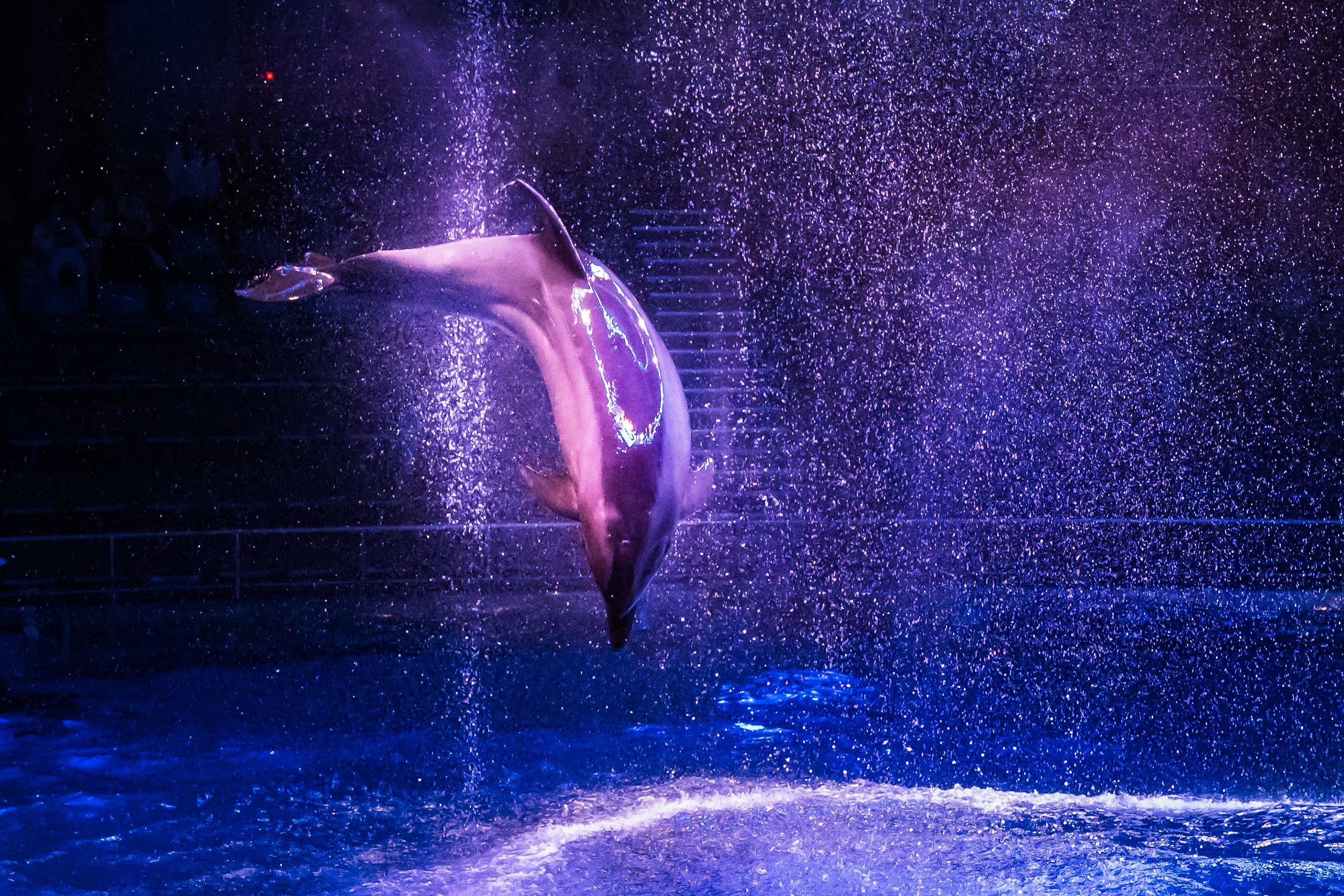 Z5Ⅱ】アクアパーク品川でイルカショーを撮る【24-120mm】｜振替休日
