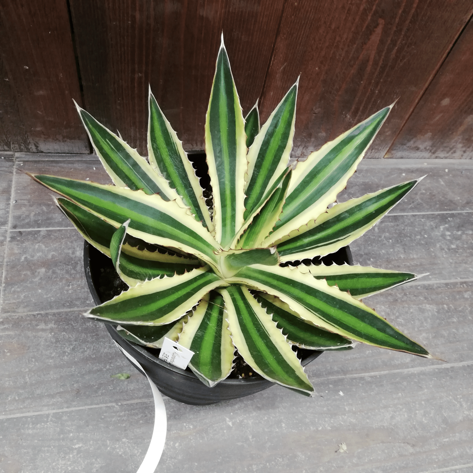 多肉植物】五色万代ってどんなアガベ？初心者でも育てられる美しい