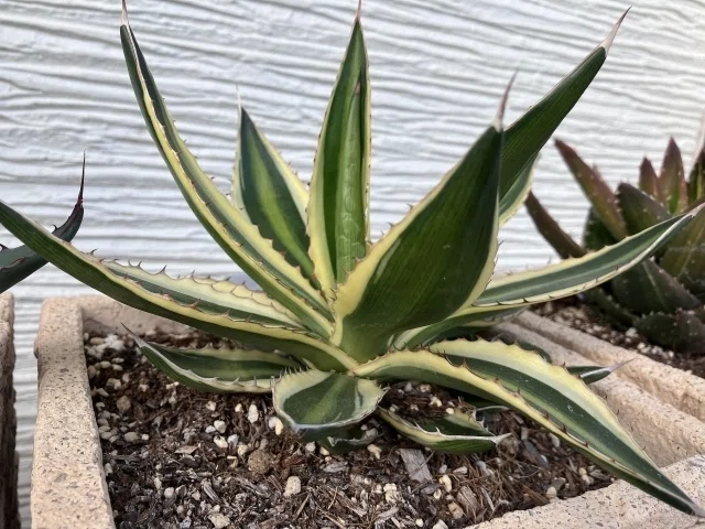 多肉植物】五色万代ってどんなアガベ？初心者でも育てられる美しい